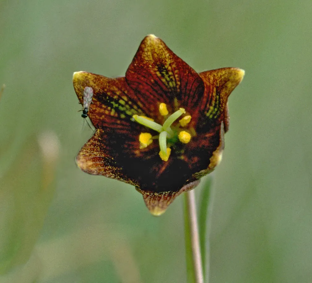 Chocolate Flower (Berlandiera Lyrata) — perennial for full or half; it's also well-suited for rock gardens, meadows, and naturalized areas
