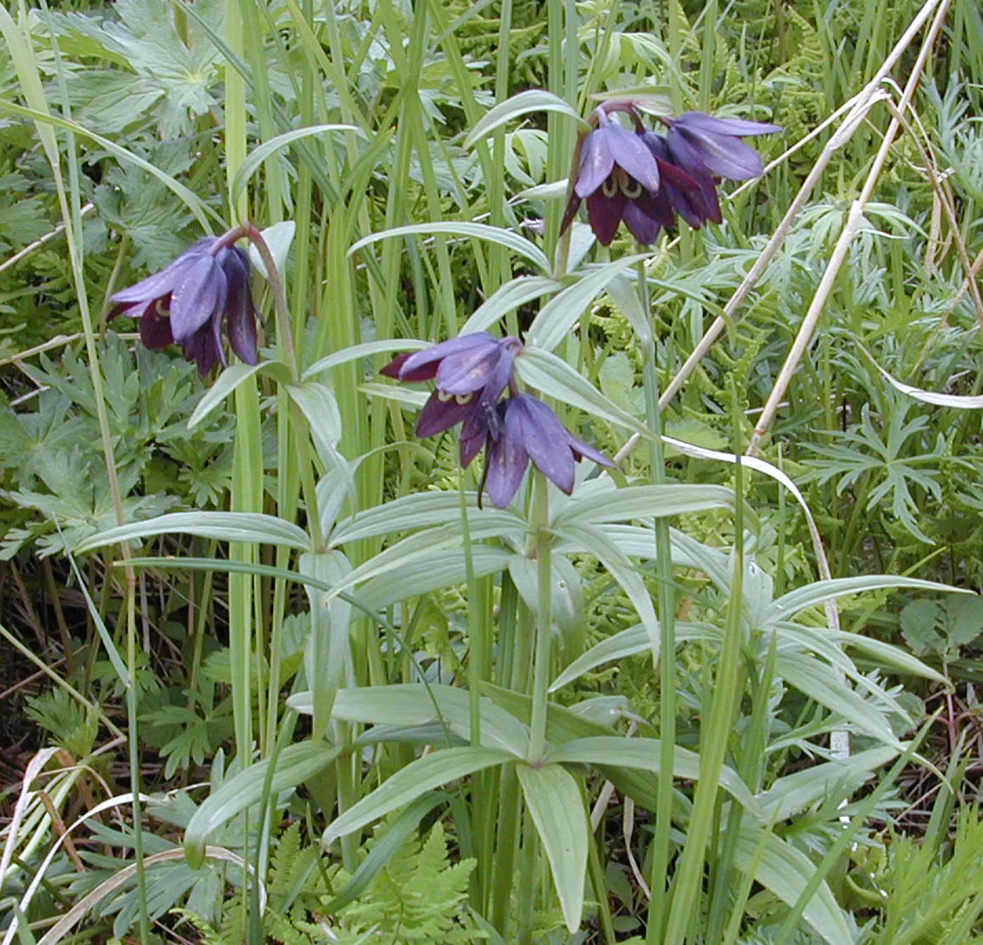 Chocolate Flower (Berlandiera Lyrata) — attracting butterflies while being deer resistant