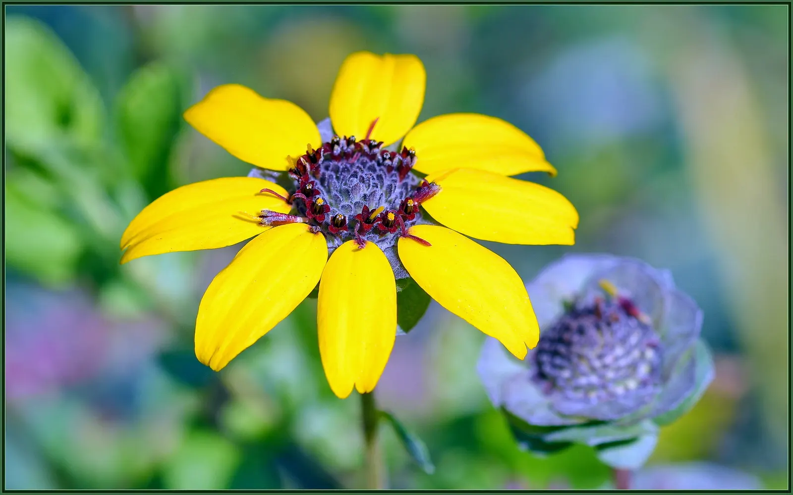 Chocolate Flower (Berlandiera Lyrata) — This perennial is native to the south-central United States