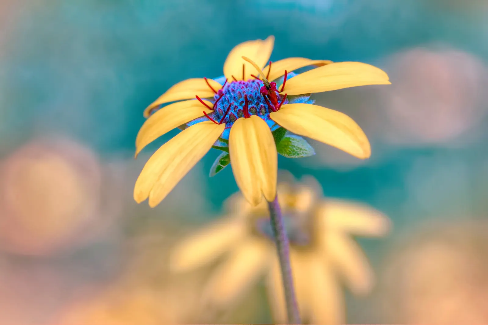 Chocolate Flower (Berlandiera Lyrata) — deep-green leaves that form an attractive basal rosette