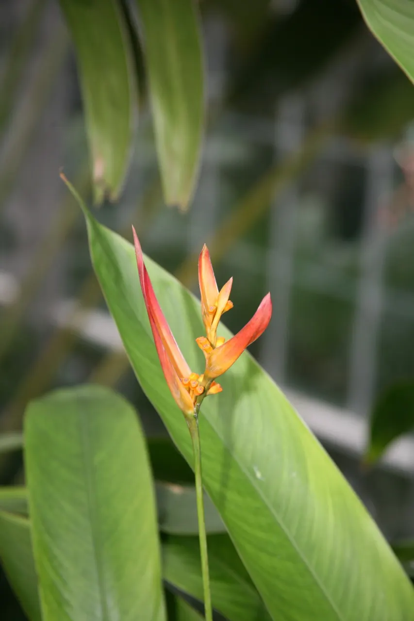 Chocolate Flower (Berlandiera Lyrata) — The chocolate-like aroma is most pronounced in the early morning; peak blooming occurs from late spring through fall