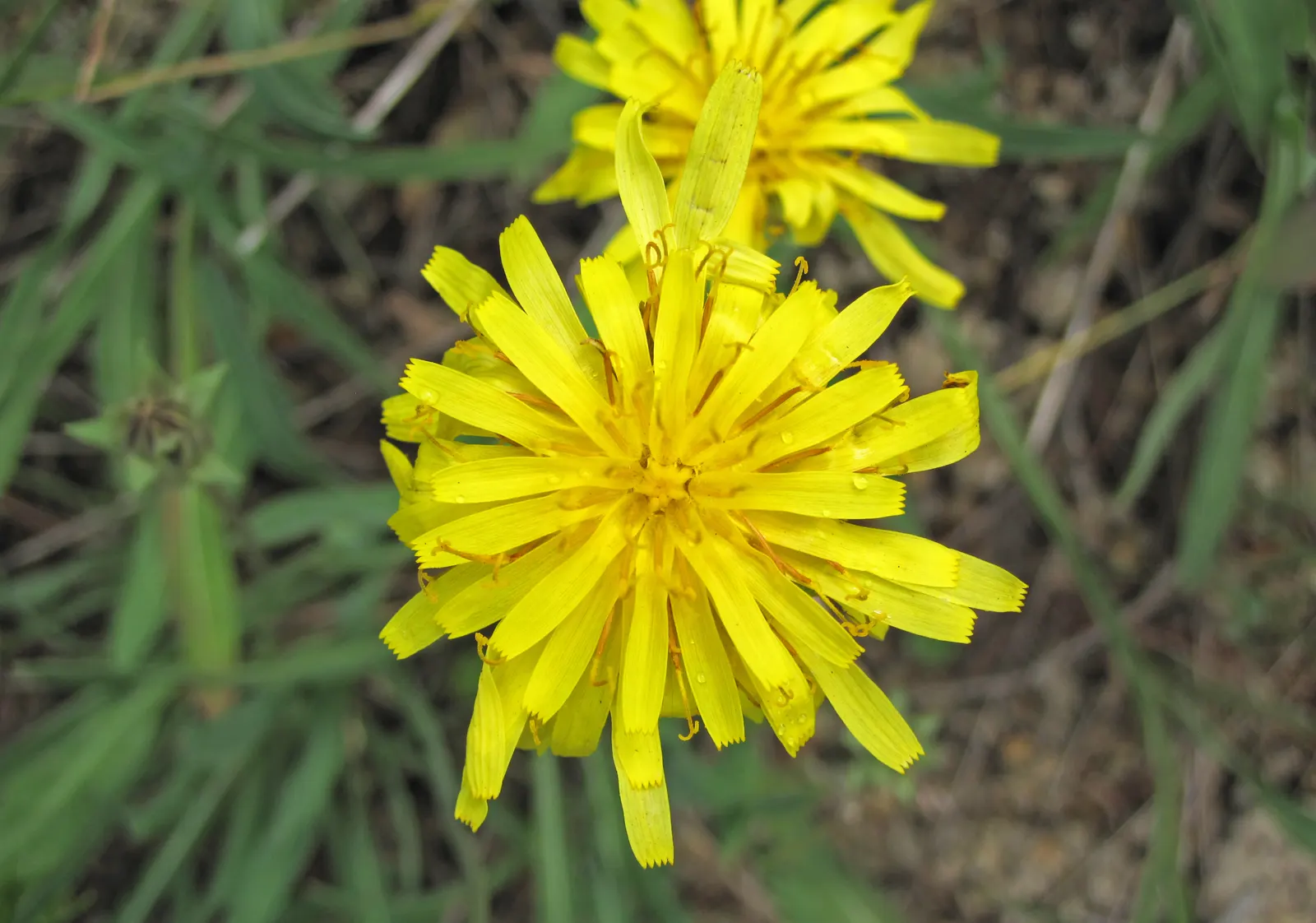 Chocolate Flower (Berlandiera Lyrata) — This North American native reaches a height of 12-18 inches and spans 18-24 inches wide; perennial for full, image 54