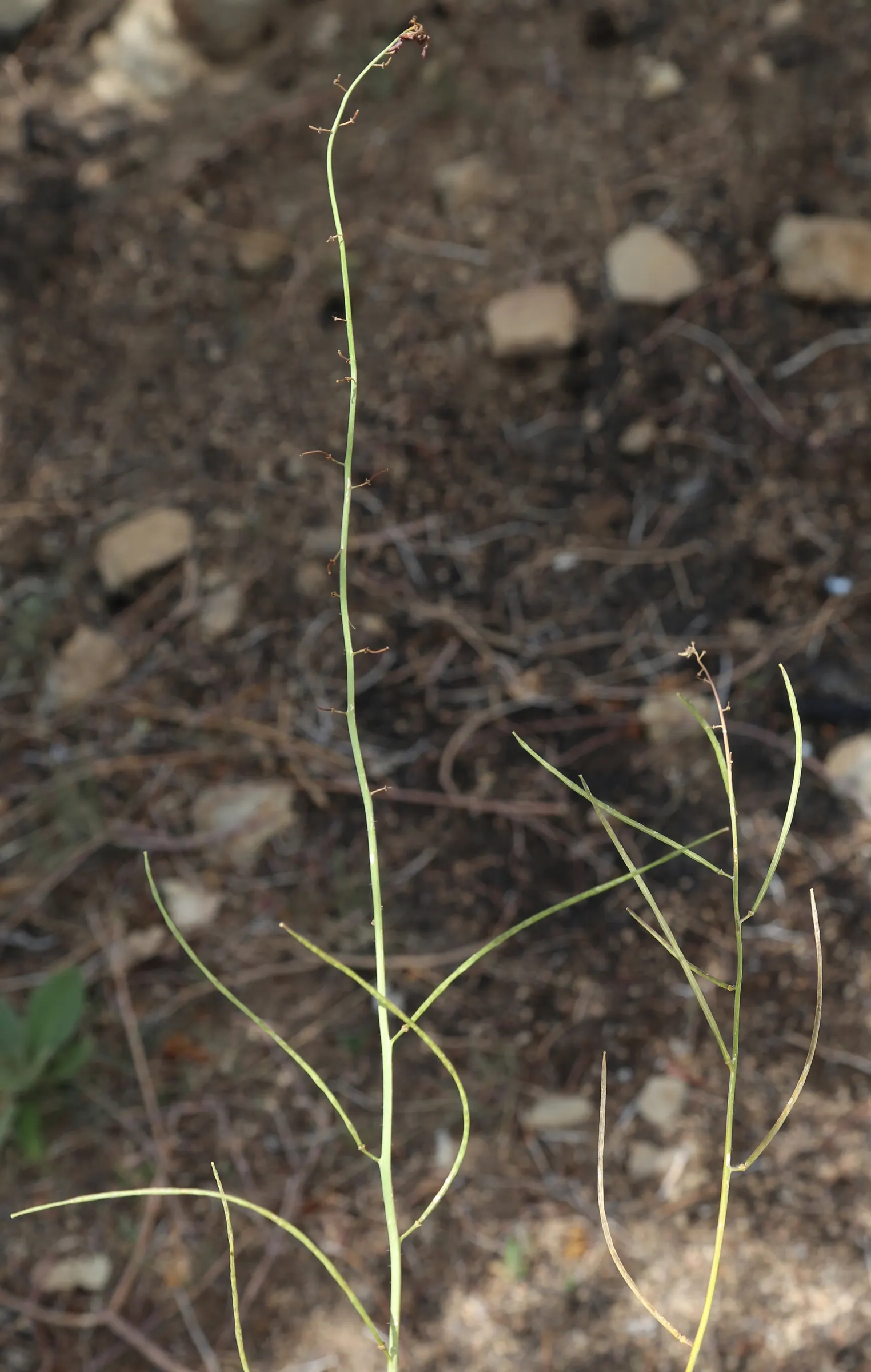 Chocolate Flower (Berlandiera Lyrata) — commonly referred to as the Chocolate Flower or Lyreleaf Greeneyes