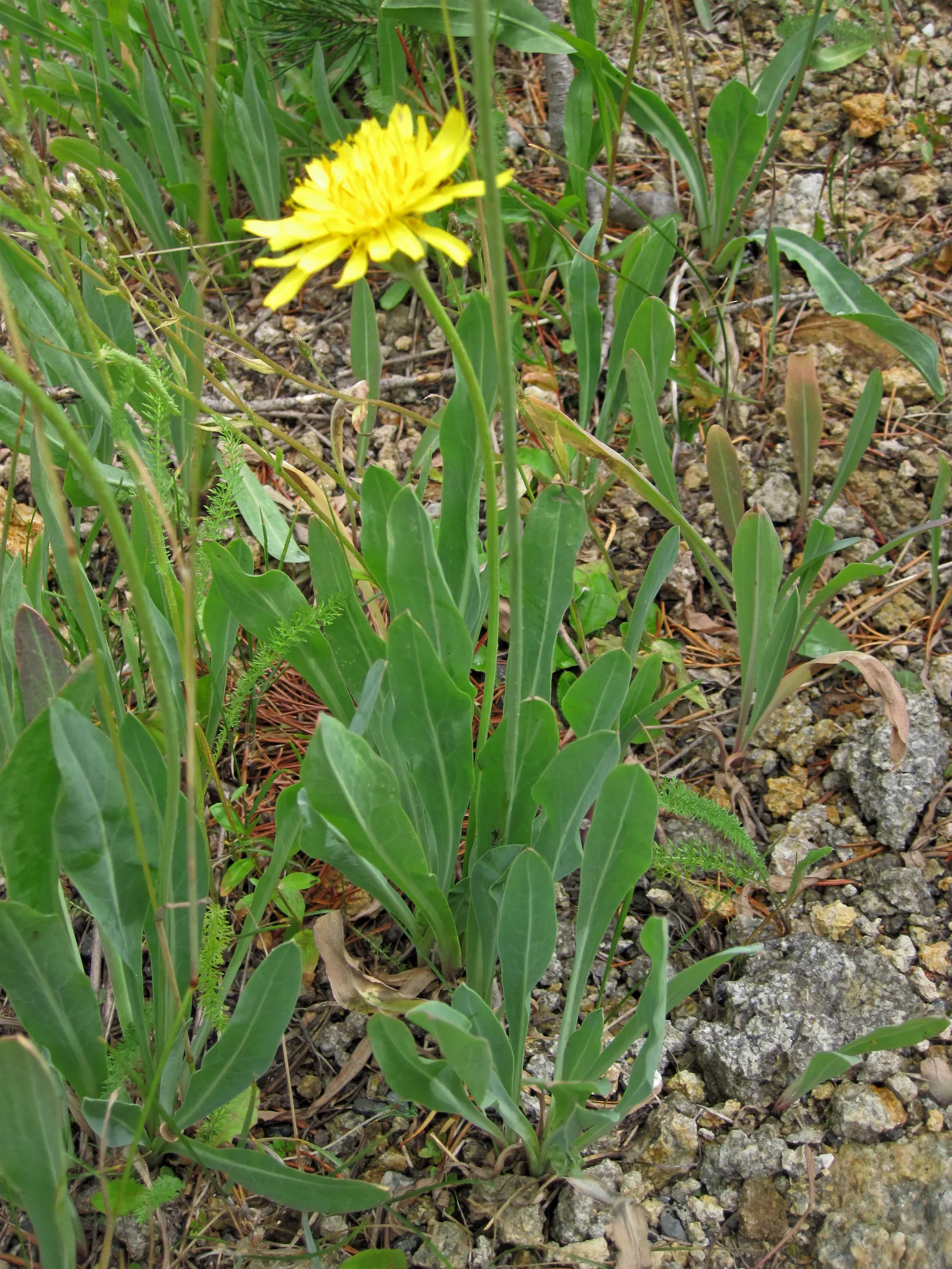 Chocolate Flower (Berlandiera Lyrata) — the Chocolate Flower thrives in full sun exposure; drought-resistant, it‚Äôs ideal for xeriscapes, image 62