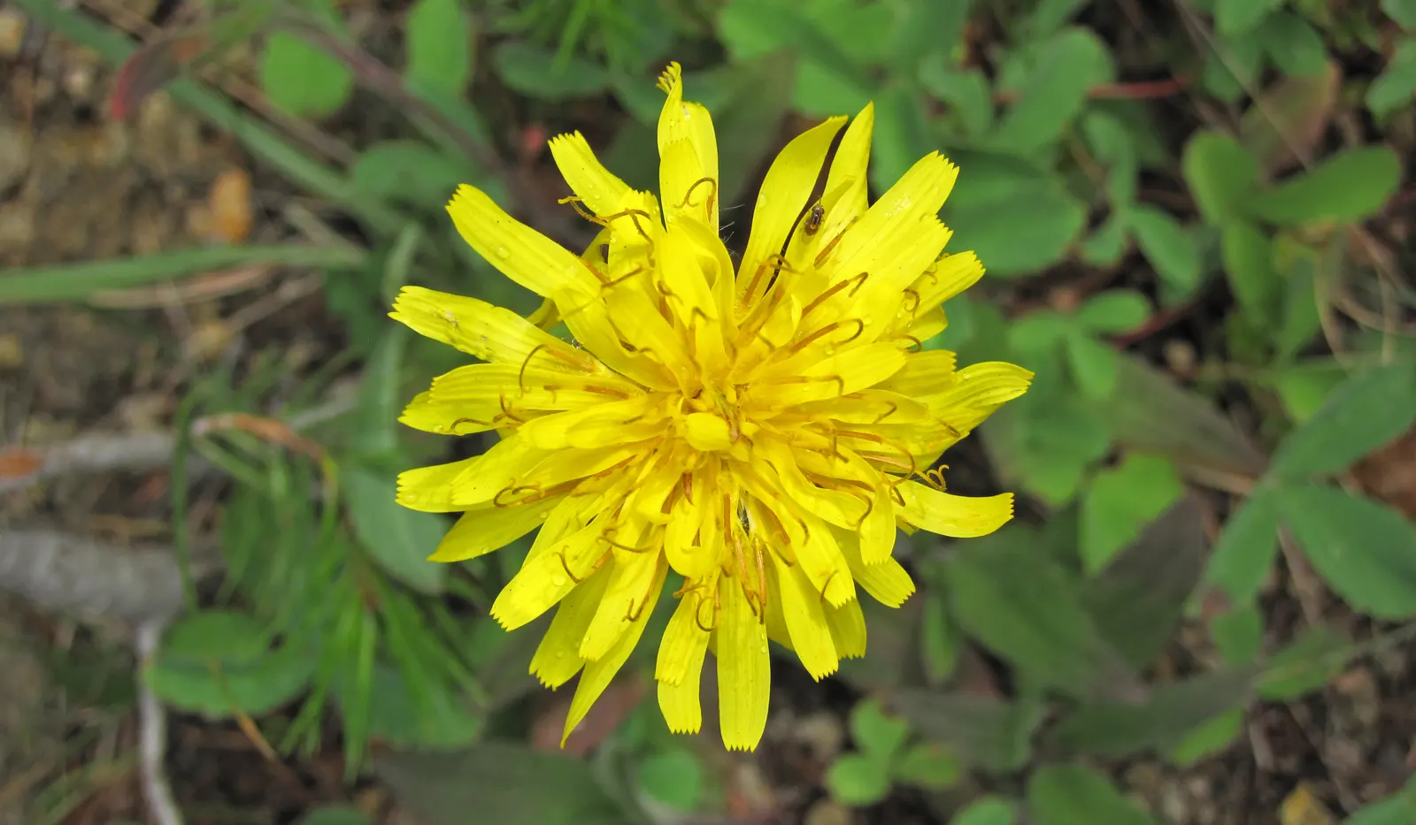 Chocolate Flower (Berlandiera Lyrata) — The Chocolate Flower's mounded habit and silvery-green foliage offer visual and olfactory delight; the, image 57