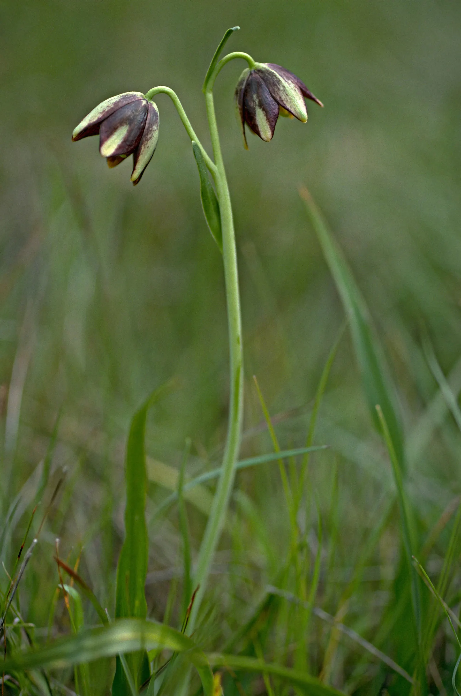 Chocolate Flower (Berlandiera Lyrata) — This perennial is native to the south-central United States; perennial with yellow blooms