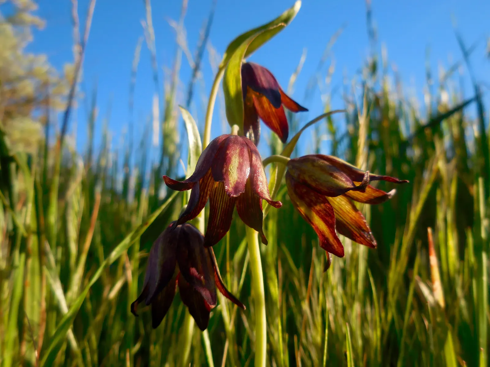 Chocolate Flower (Berlandiera Lyrata) — Drought-resistant, it‚Äôs ideal for xeriscapes; which are typically around 2 inches in diameter, image 56