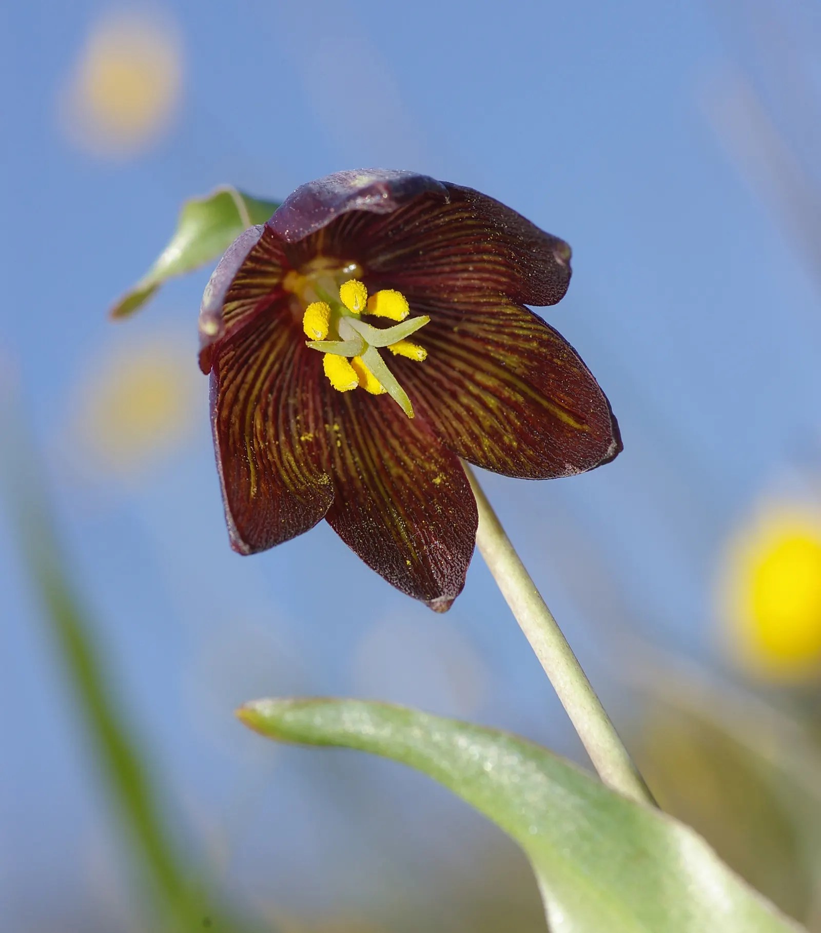 Chocolate Flower (Berlandiera Lyrata) — It's also well-suited for rock gardens, meadows, and naturalized areas
