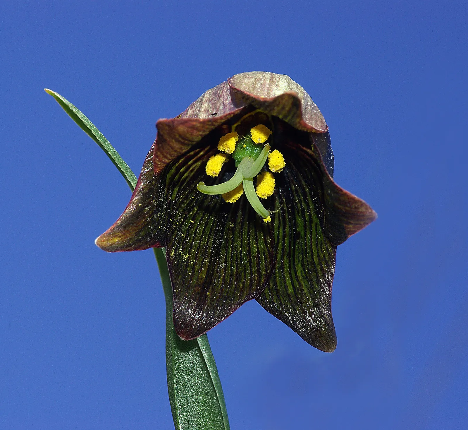 Chocolate Flower (Berlandiera Lyrata) — adding texture to the planting area.<br><br>For landscape design considerations