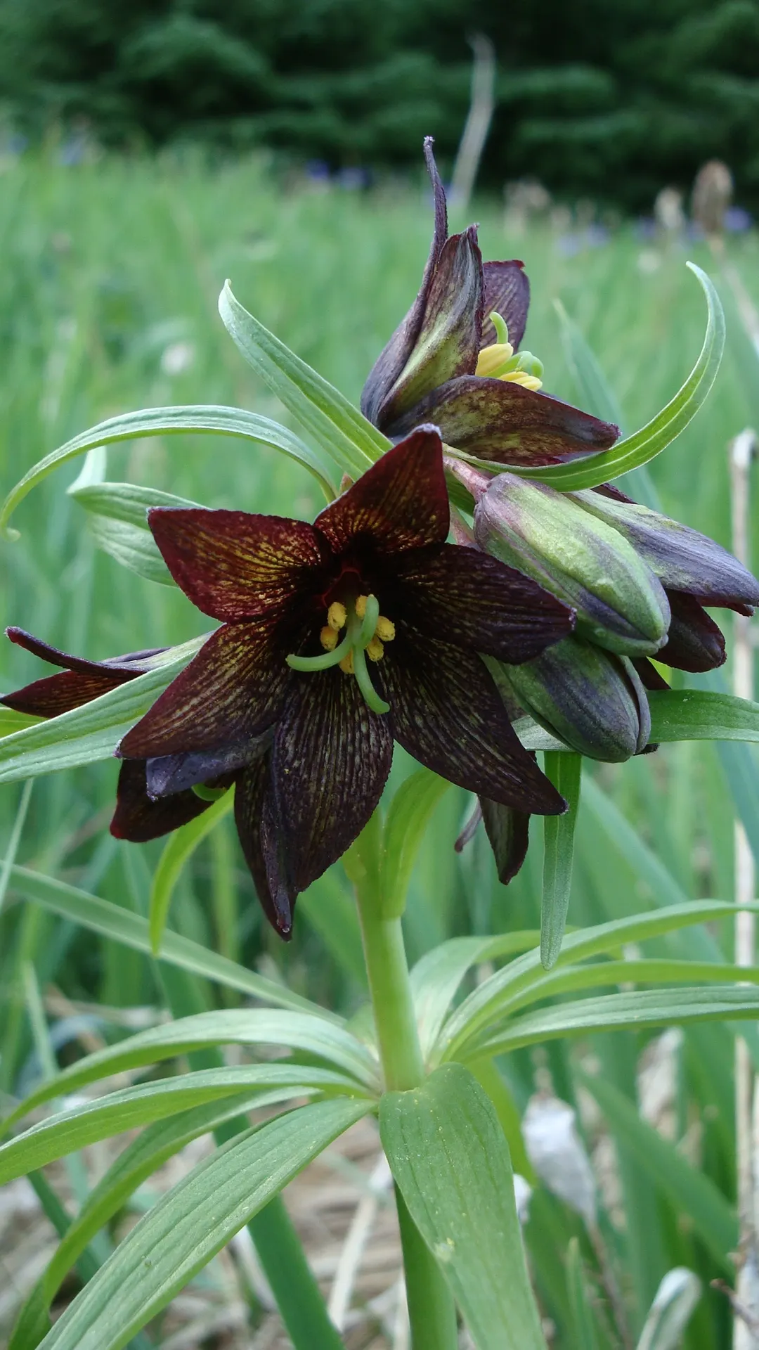 Chocolate Flower (Berlandiera Lyrata) — featuring yellow daisy-like flowers from spring through fall; the Chocolate Flower's mounded habit and silvery-green