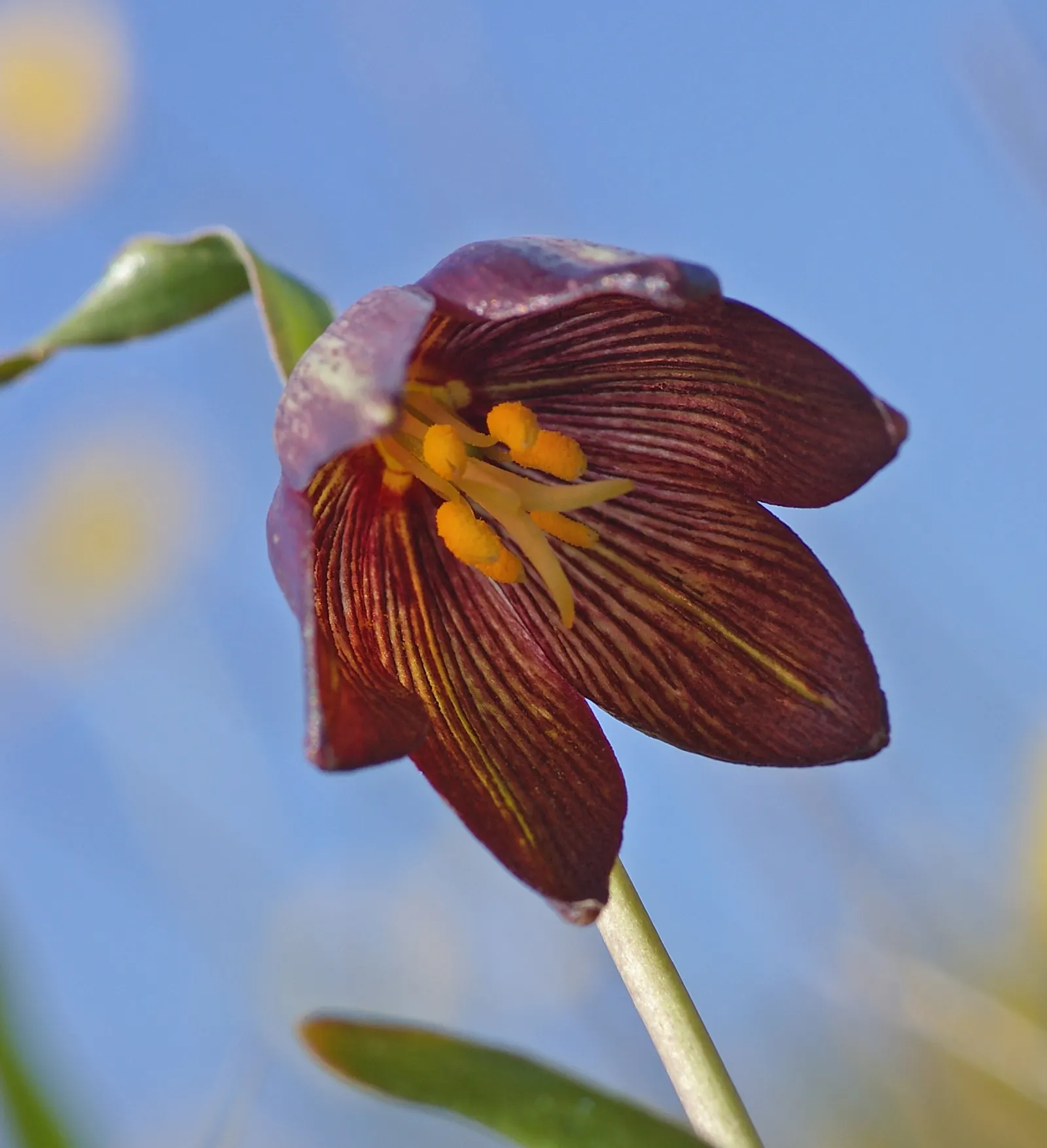 Chocolate Flower (Berlandiera Lyrata) — which are typically around 2 inches in diameter