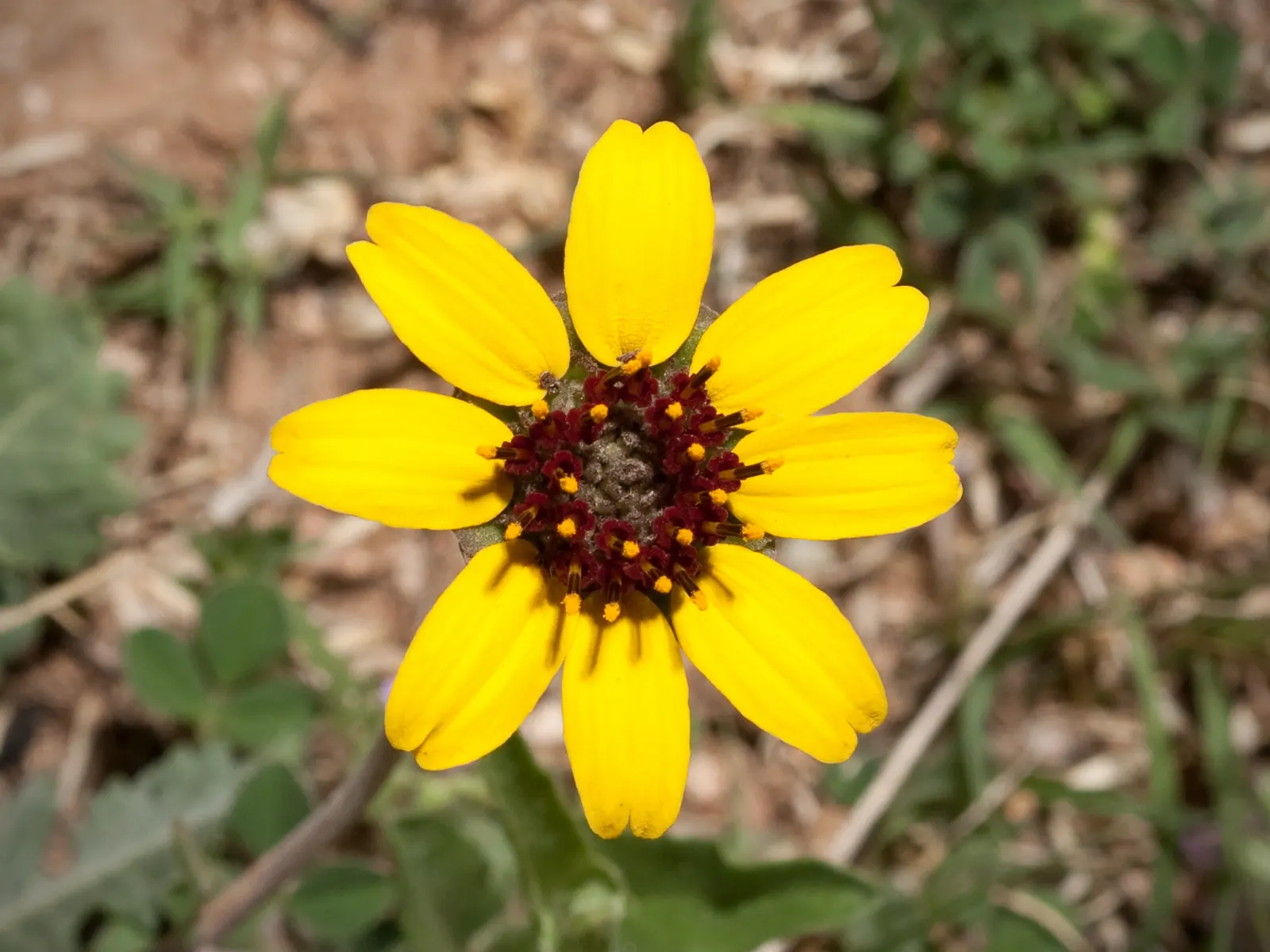 Chocolate Flower (Berlandiera Lyrata) — These flowers unfurl in the early morning hours and retain their fragrance throughout the day; aptly named for its