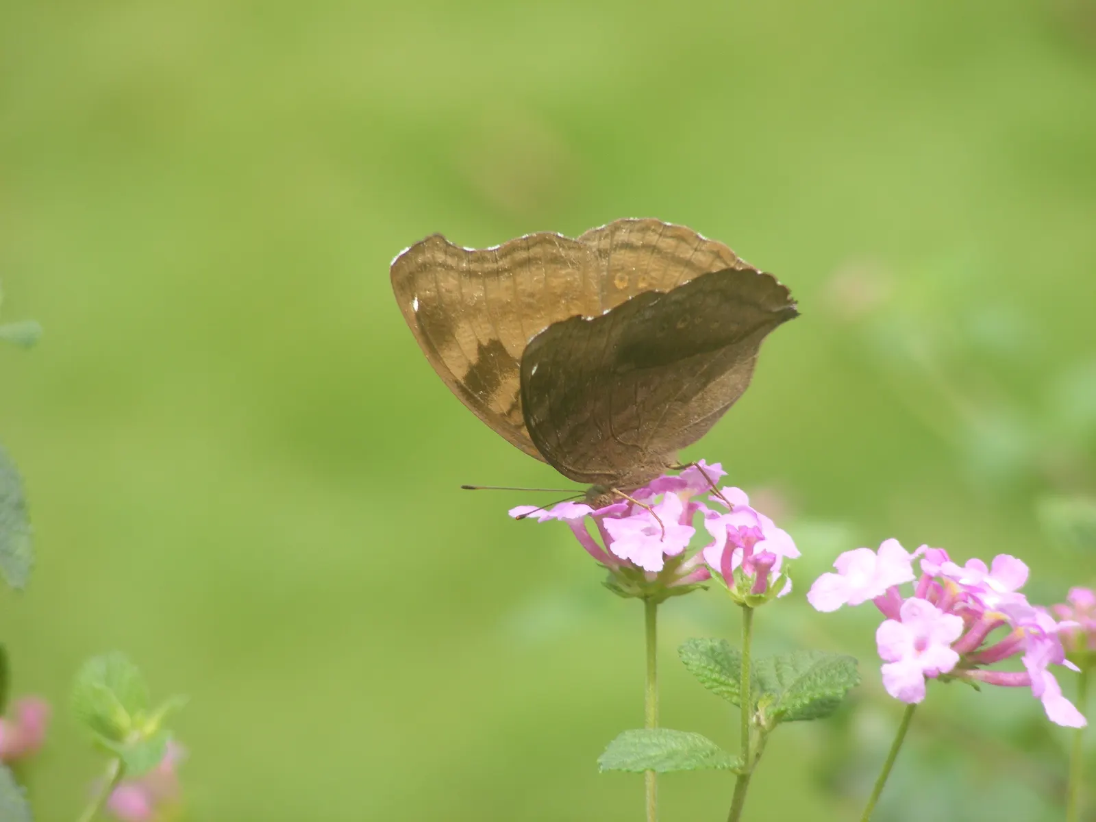 Chocolate Flower (Berlandiera Lyrata) — Its optimal placement is within well-drained soils that range from loam to sandy compositions