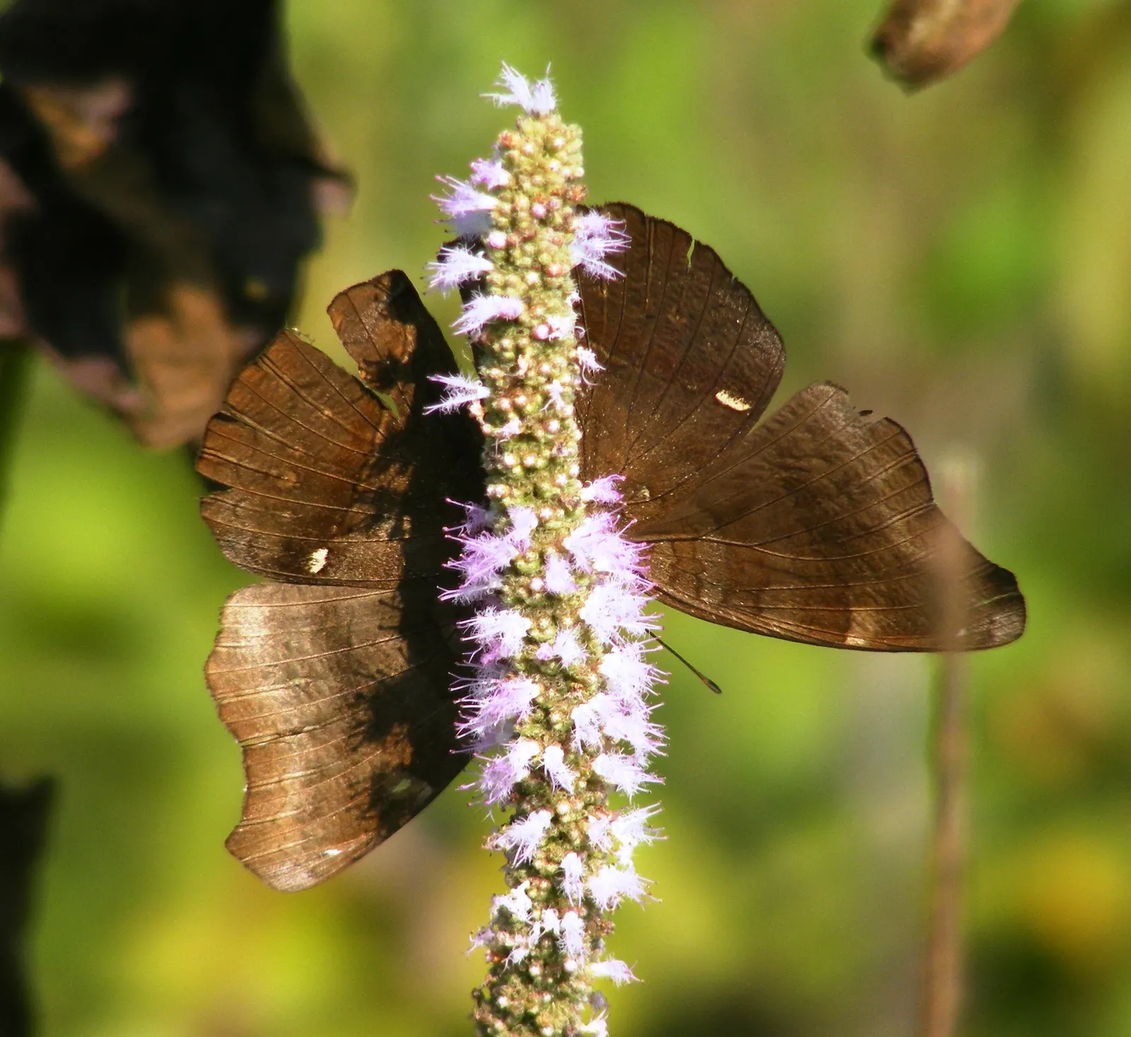 Chocolate Flower (Berlandiera Lyrata) — Peak blooming occurs from late spring through fall, providing a long season of sensory delight
