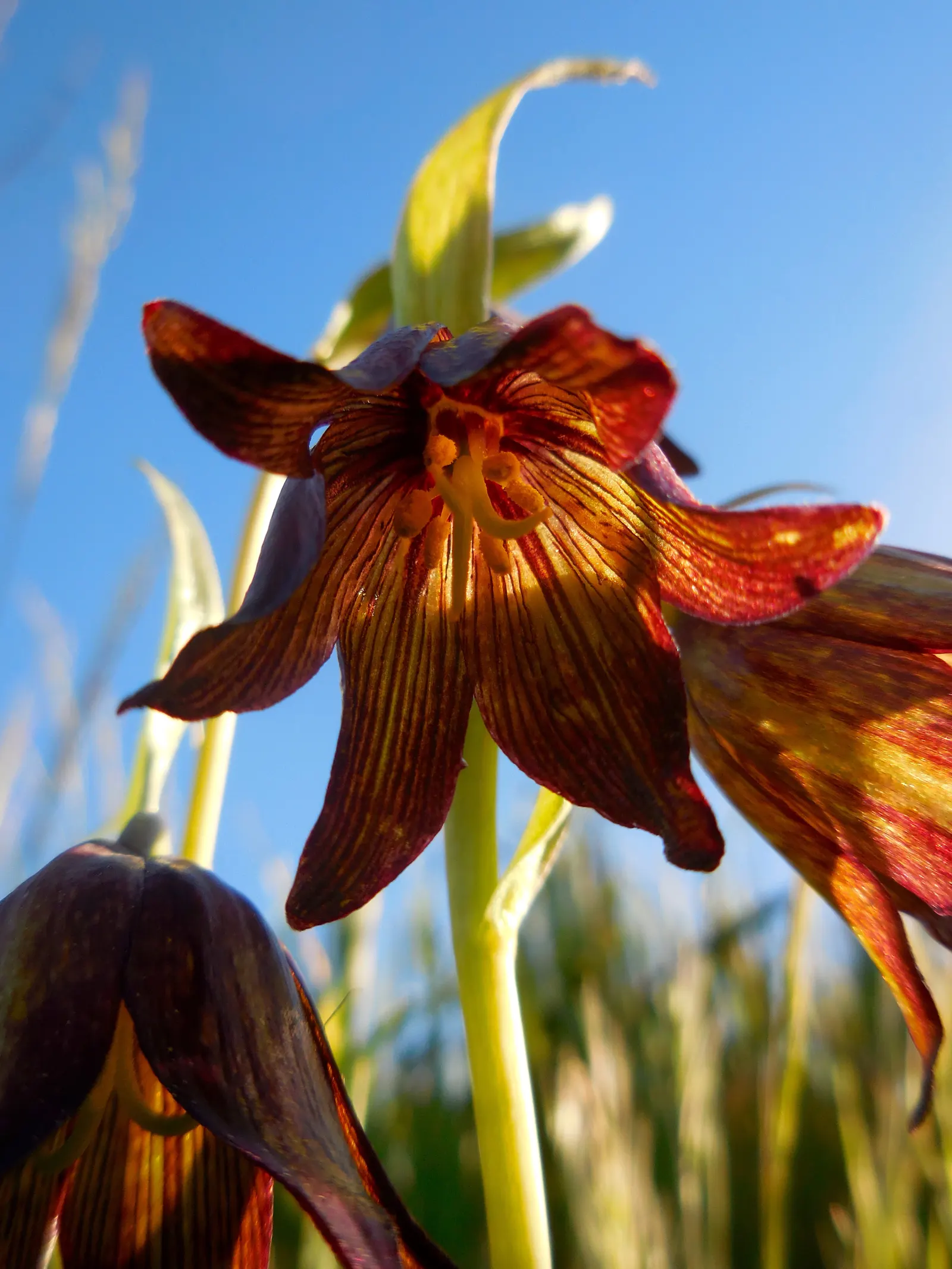 Chocolate Flower (Berlandiera Lyrata) — The Chocolate Flower (Berlandiera lyrata); this North American native reaches a height of 12-18 inches and, image 51