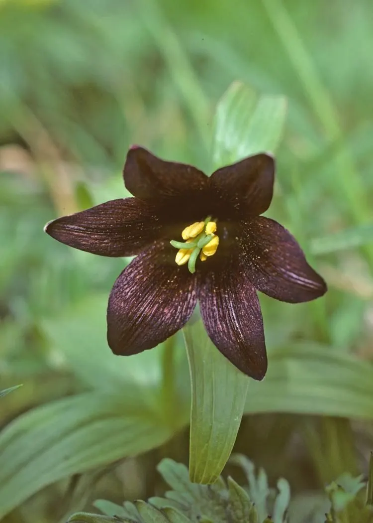 Chocolate Flower (Berlandiera Lyrata) — The Chocolate Flower's mounded habit and silvery-green foliage offer visual and olfactory delight