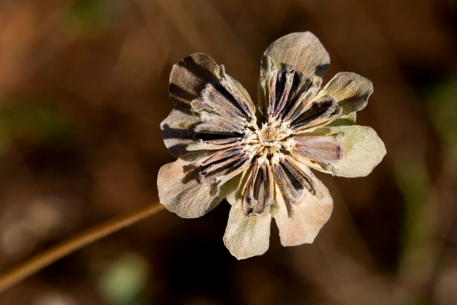 Chocolate Flower (Berlandiera Lyrata) — adding texture to the planting area.<br><br>For landscape design considerations; the Chocolate Flower thrives in full