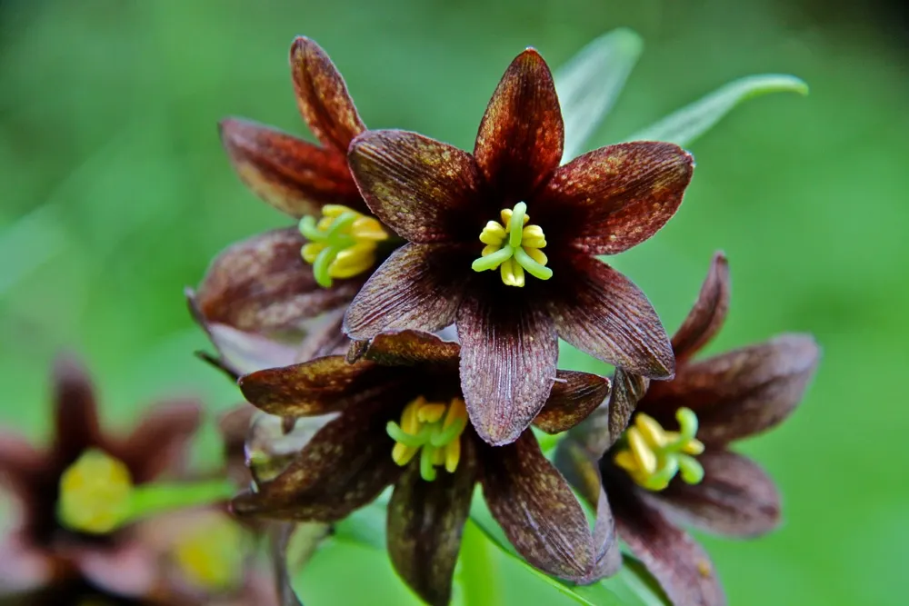 Chocolate Flower (Berlandiera Lyrata) — The Chocolate Flower's mounded habit and silvery-green foliage offer visual and olfactory delight; the Chocolate Flower