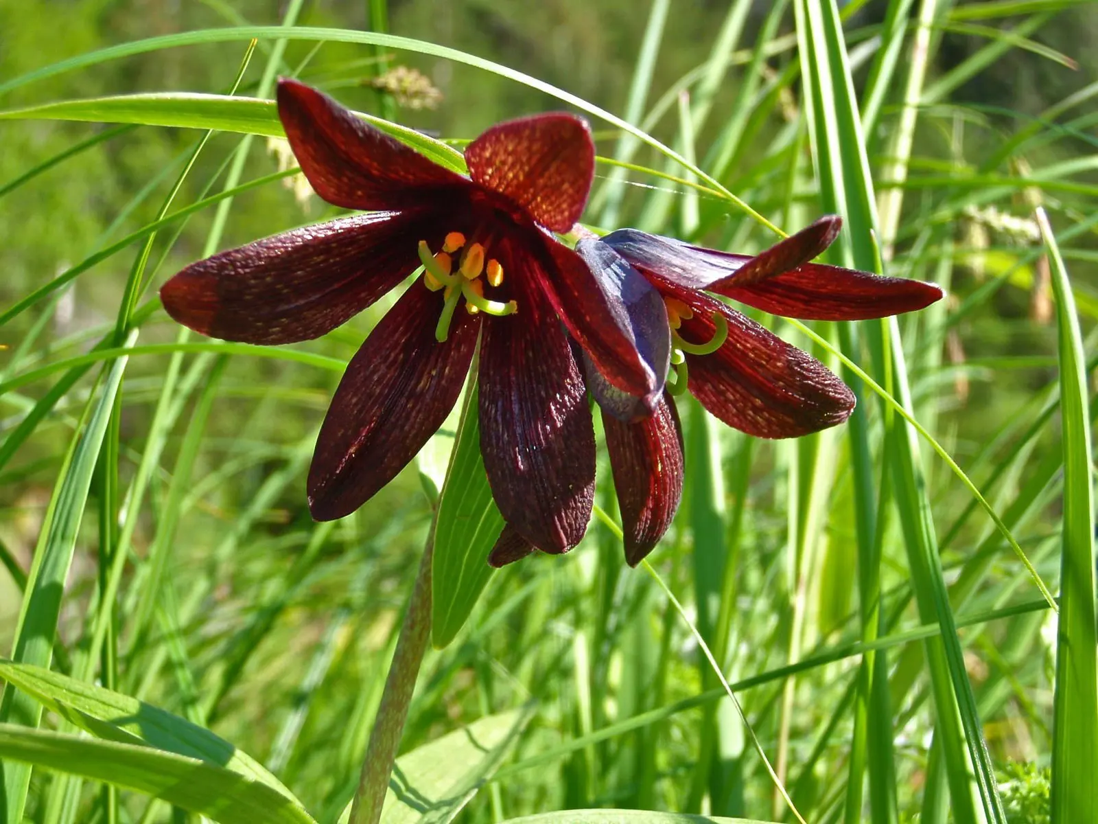 Chocolate Flower (Berlandiera Lyrata) — aptly named for its chocolate-scented blooms