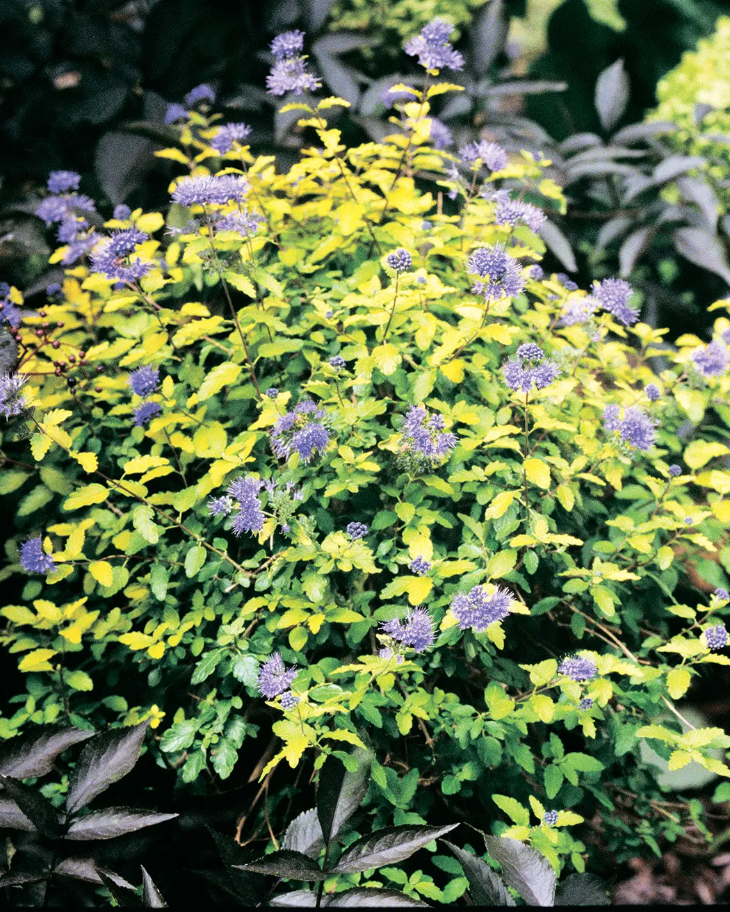 Sunshine Blue® II Bluebeard (Caryopteris incana) — It forms a mounded plant 24-36 inches tall and wide