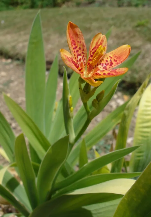 Blackberry Lily (Iris domestica) — Tolerant of a variety of soil types, they perform best when planted in moderately fertile earth