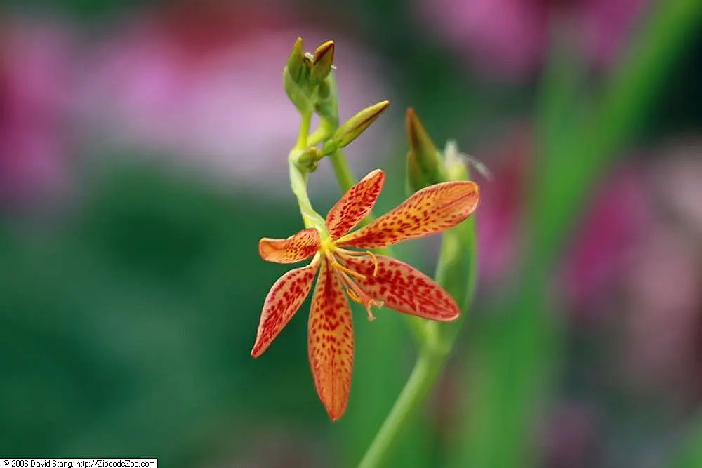 Blackberry Lily (Iris domestica) — When incorporating into a design; characterized by its bright orange flowers speckled with red, image 59