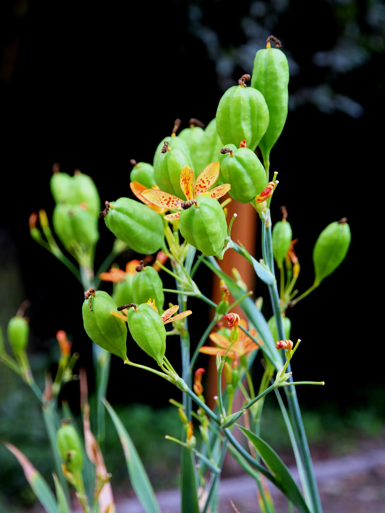 Blackberry Lily (Iris domestica) — The Blackberry Lily, Belamcanda chinensis, is an easy-care perennial with a striking presence; akin to a leopard's spots