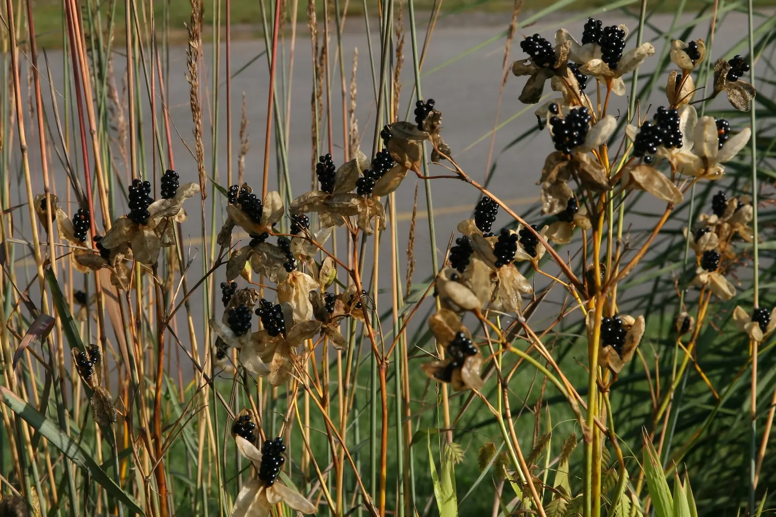 Blackberry Lily (Iris domestica) — akin to a leopard's spots, image 67