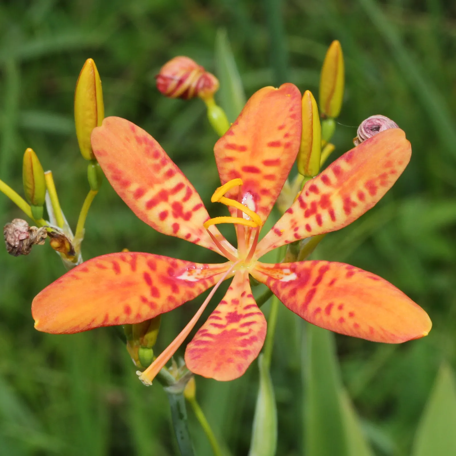 Blackberry Lily (Iris domestica) — After blossoms fade, clusters of shiny black seeds resembling blackberries provide lasting ornamental interest, image 69