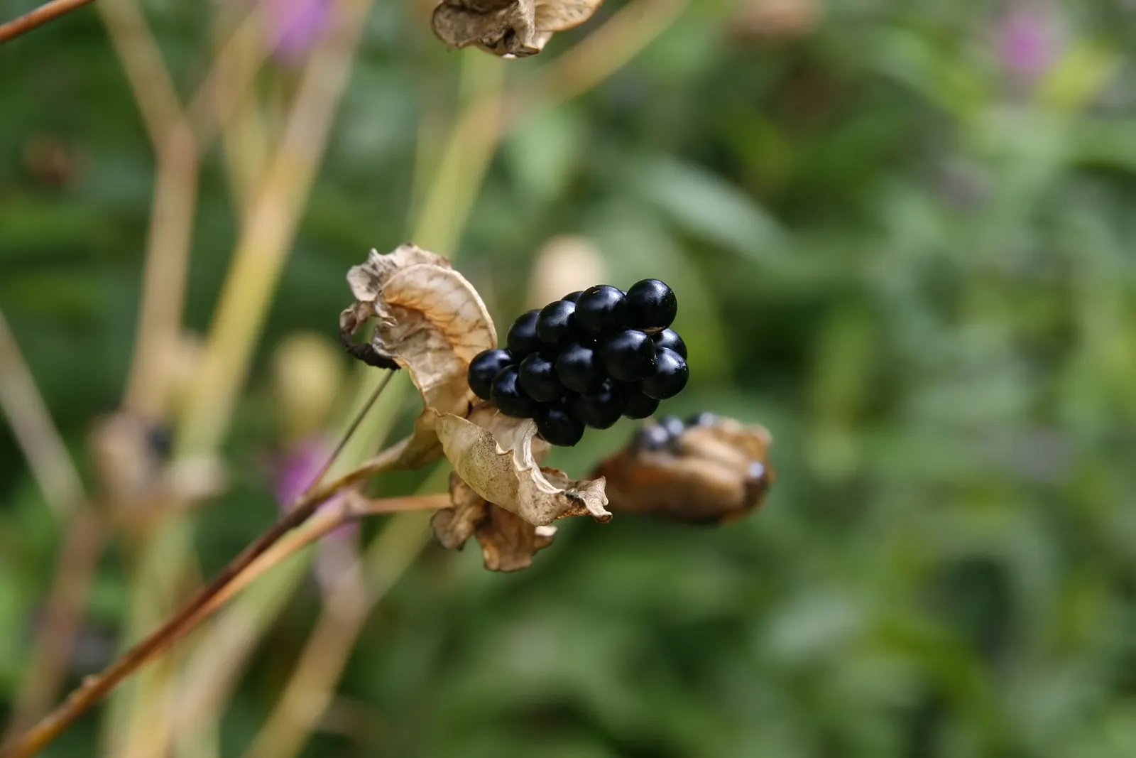 Blackberry Lily (Iris domestica) — Tolerant of a variety of soil types, they perform best when planted in moderately fertile earth; consider, image 57
