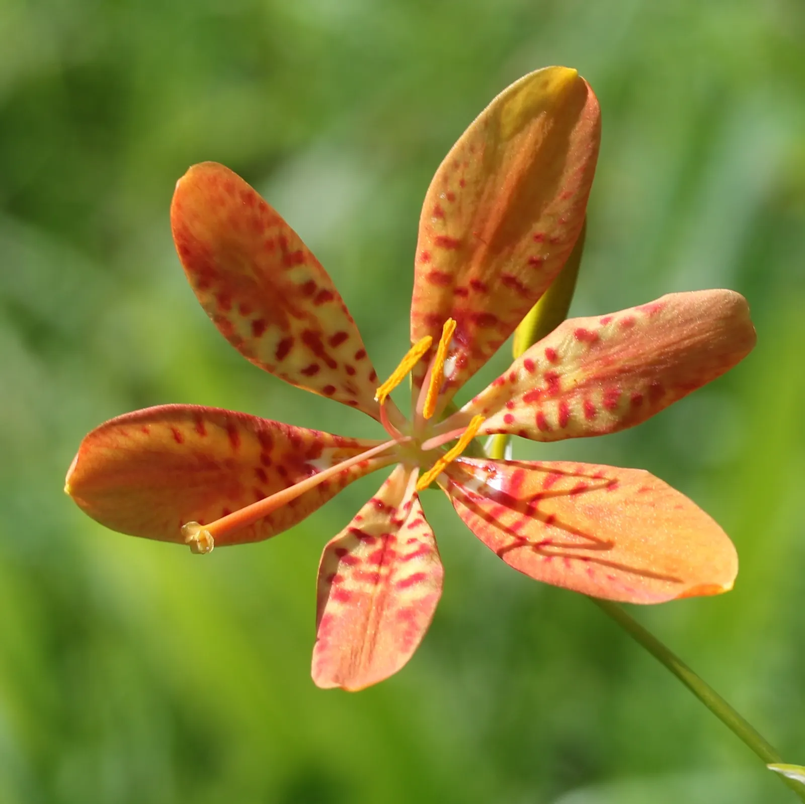 Blackberry Lily (Iris domestica) — This herbaceous plant reaches an average height of 24 to 36 inches and spreads out to about 12 to 18 inches, image 72