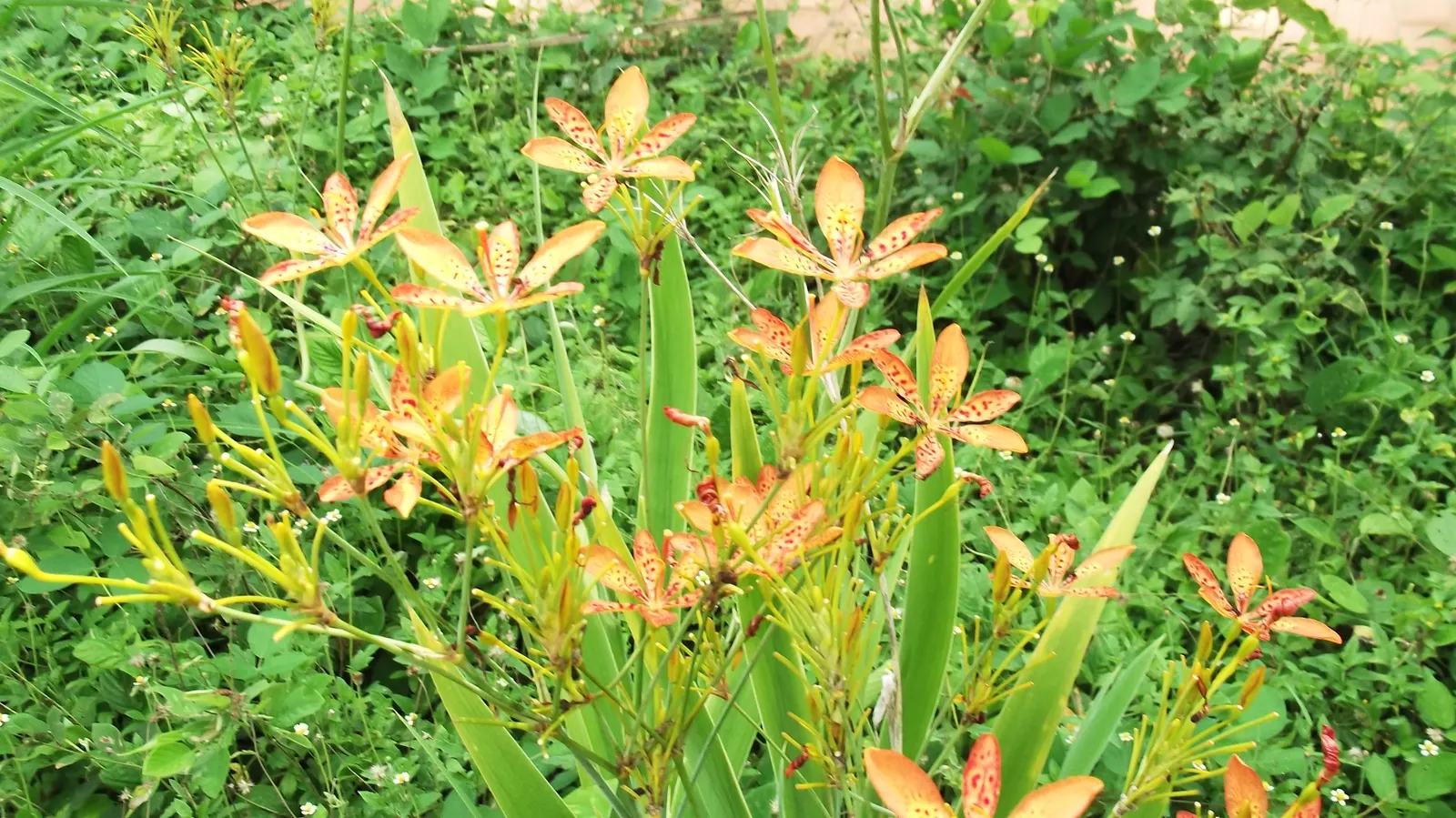 Blackberry Lily (Iris domestica) — Characterized by its bright orange flowers speckled with red, image 32