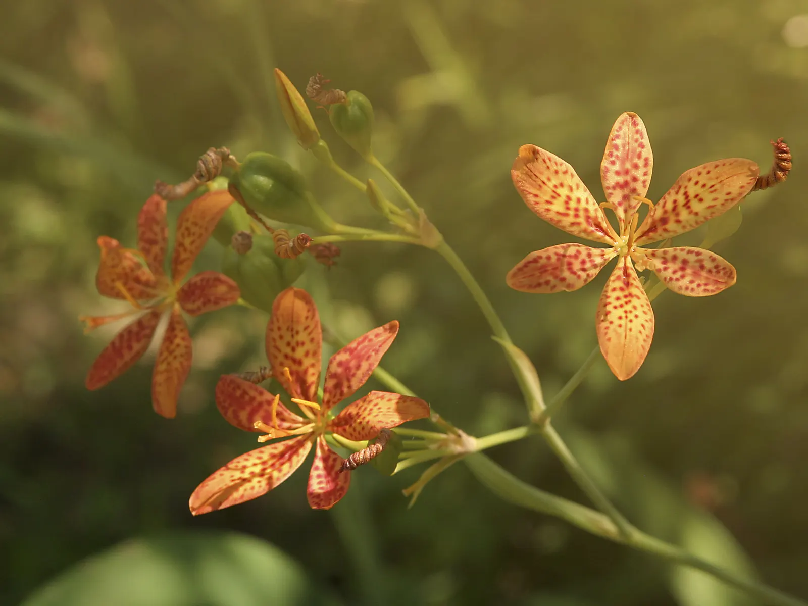 Blackberry Lily (Iris domestica) — iris-like form which adds to its ornamental appeal; akin to a leopard's spots, image 55