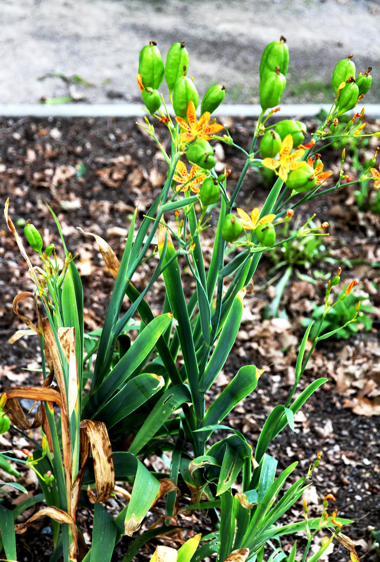 Blackberry Lily (Iris domestica) — perennial for full or half or shade; consider grouping these lilies in masses or as a border to achieve a, image 63