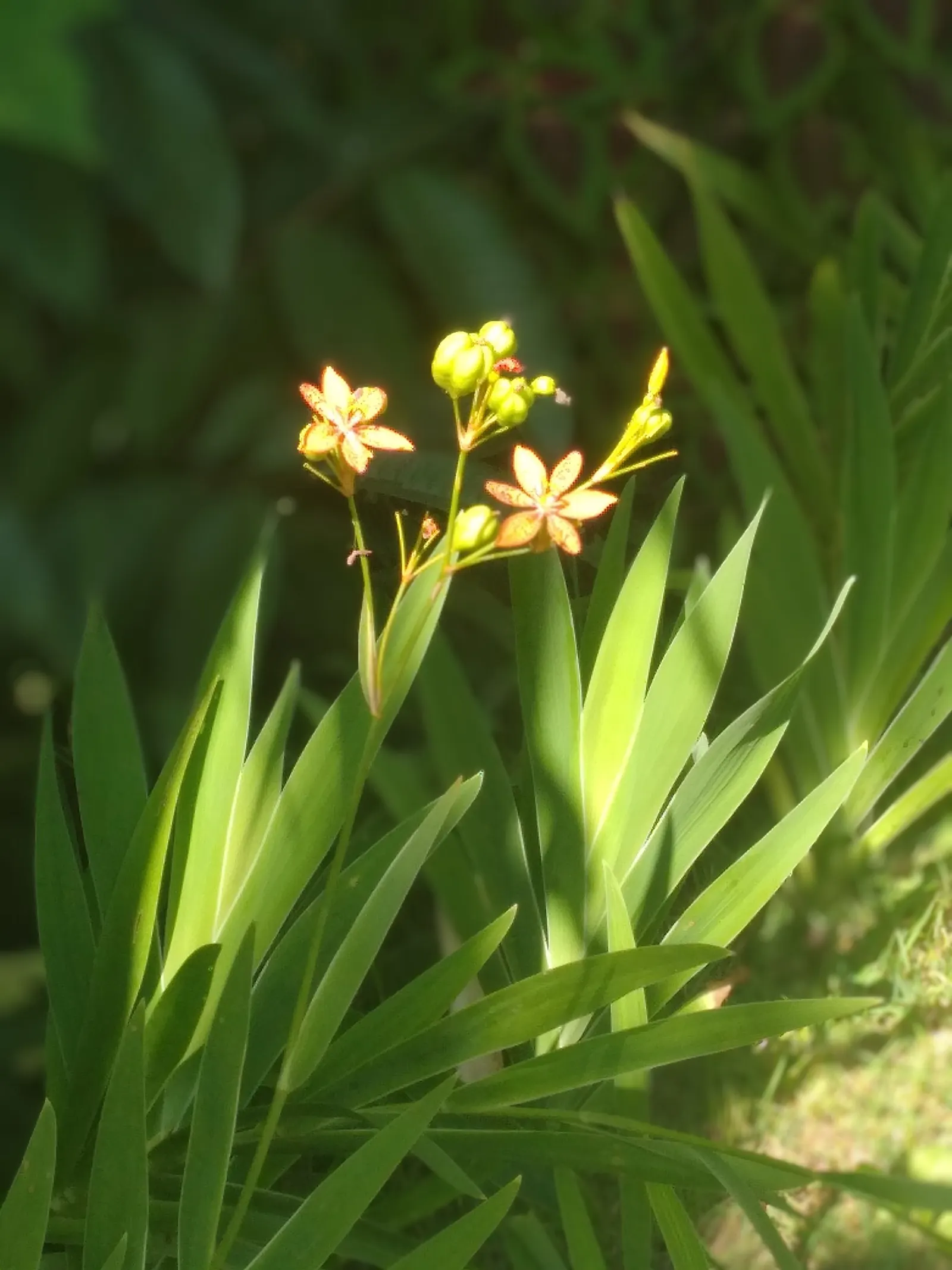 Blackberry Lily (Iris domestica) — akin to a leopard's spots, image 25