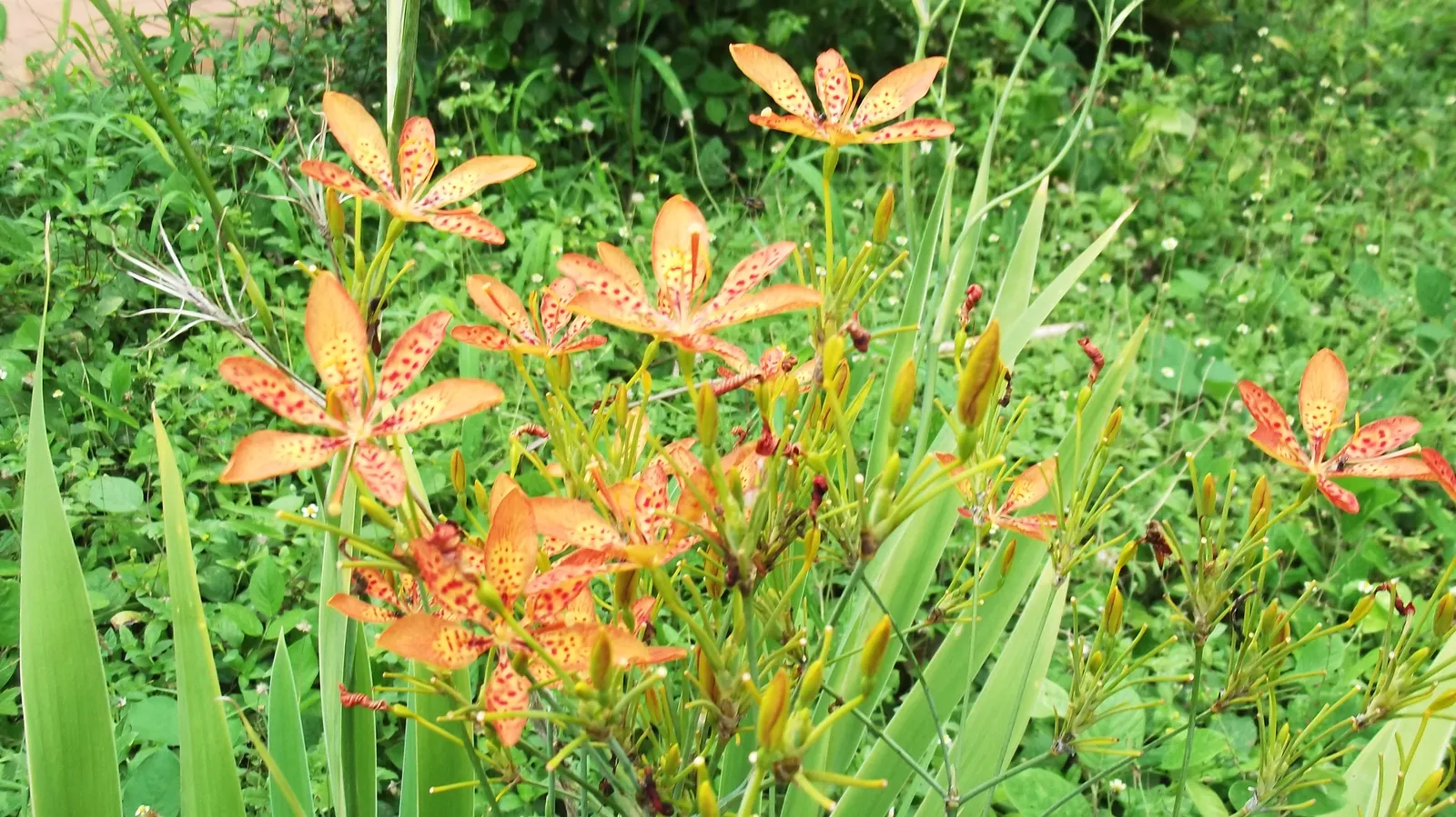 Blackberry Lily (Iris domestica) — iris-like form which adds to its ornamental appeal; akin to a leopard's spots