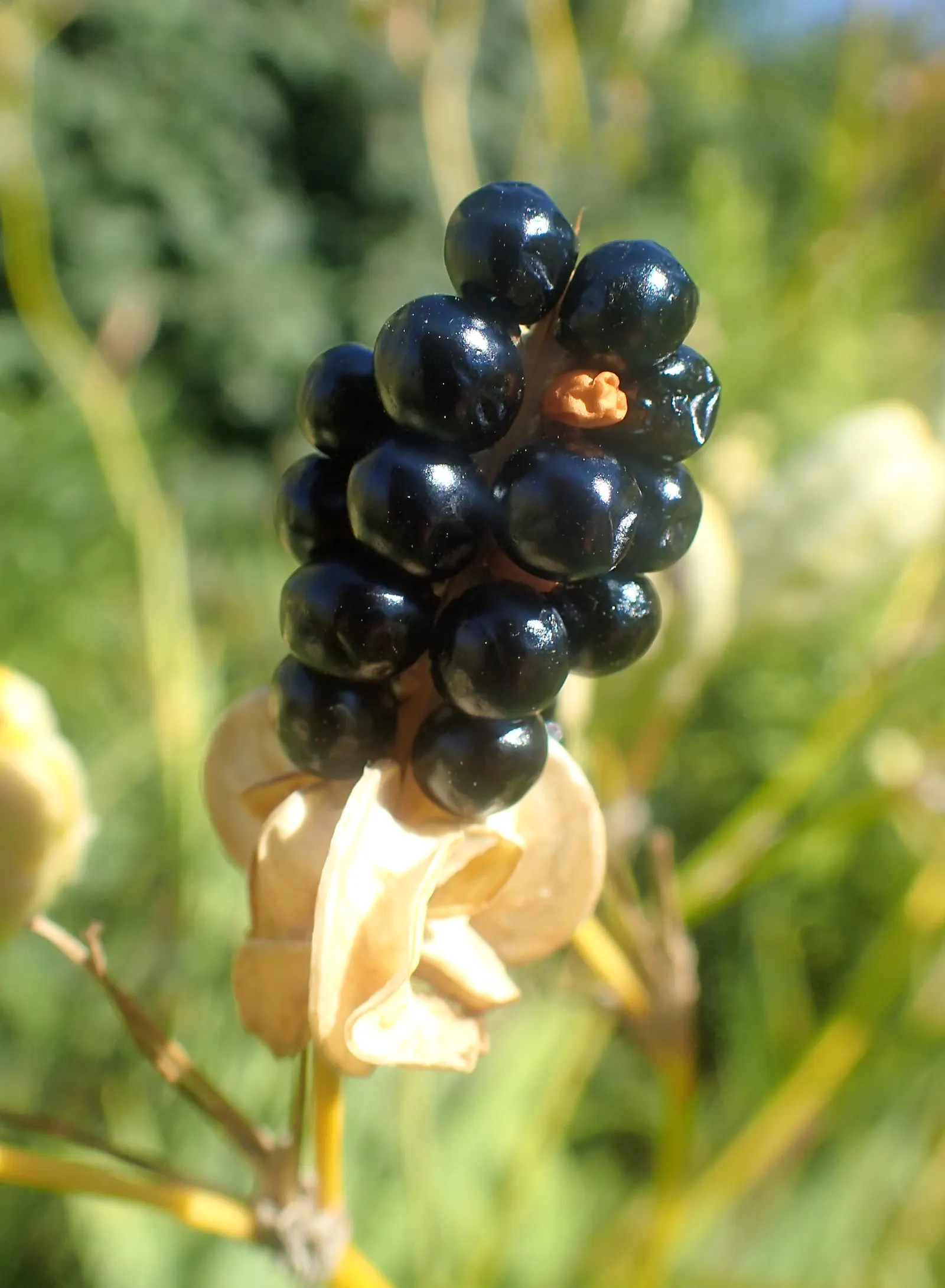 Blackberry Lily (Iris domestica) — each bloom spans roughly 2 to 3 inches across and exhibits a distinct