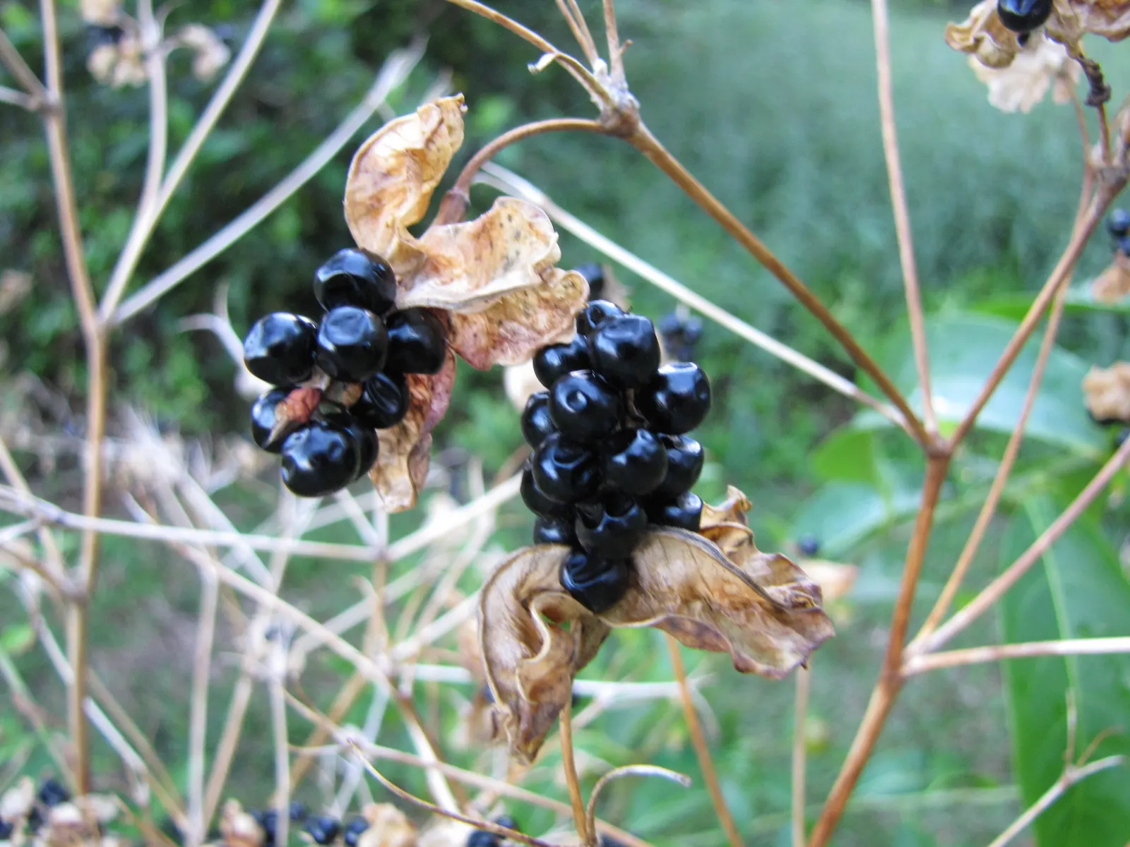Blackberry Lily (Iris domestica) — iris-like form which adds to its ornamental appeal