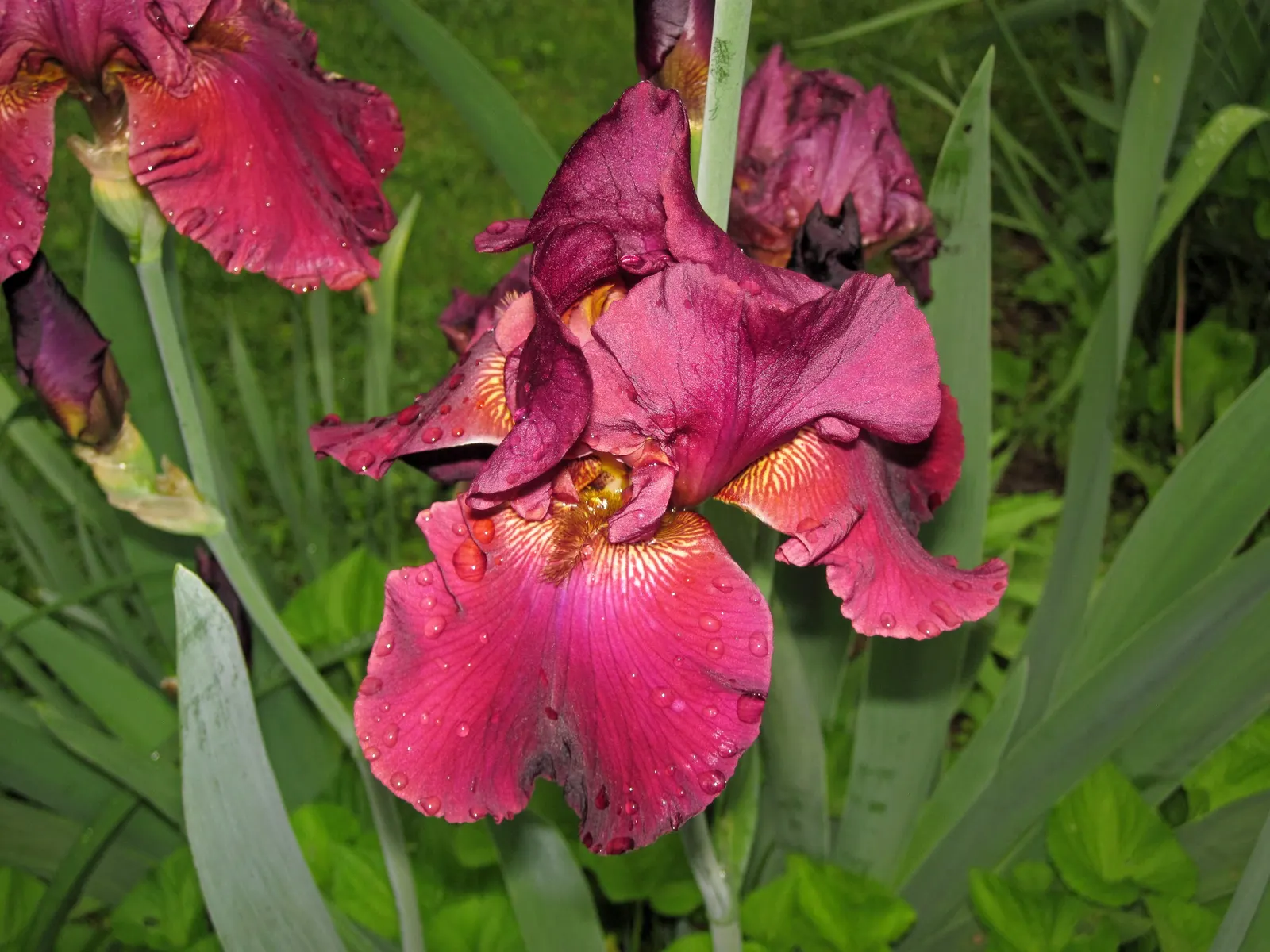 Blackberry Lily (Iris domestica) — The Blackberry Lily, Belamcanda chinensis, is an easy-care perennial with a striking presence; akin to a, image 64