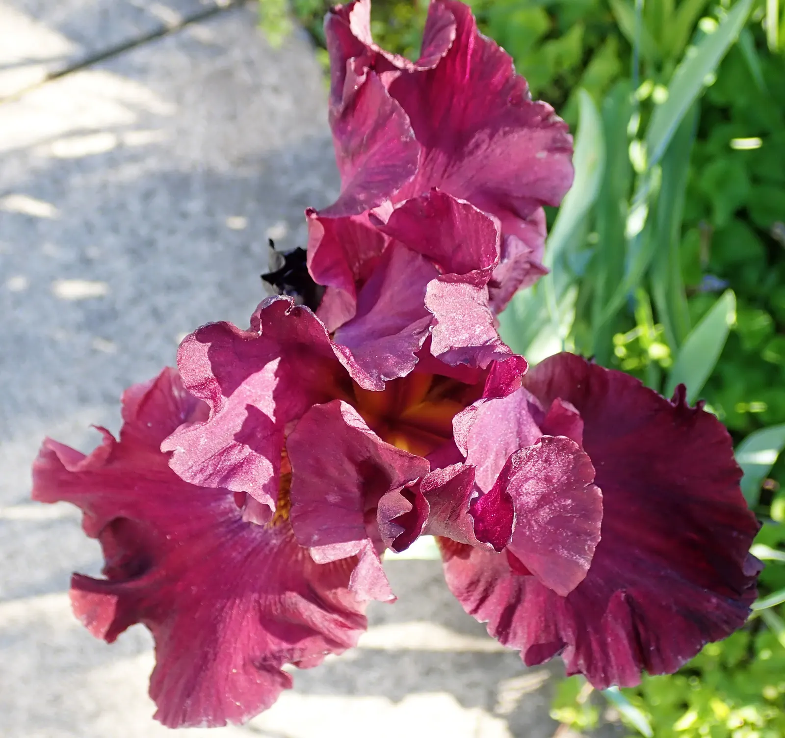 Blackberry Lily (Iris domestica) — The Blackberry Lily, Belamcanda chinensis, is an easy-care perennial with a striking presence
