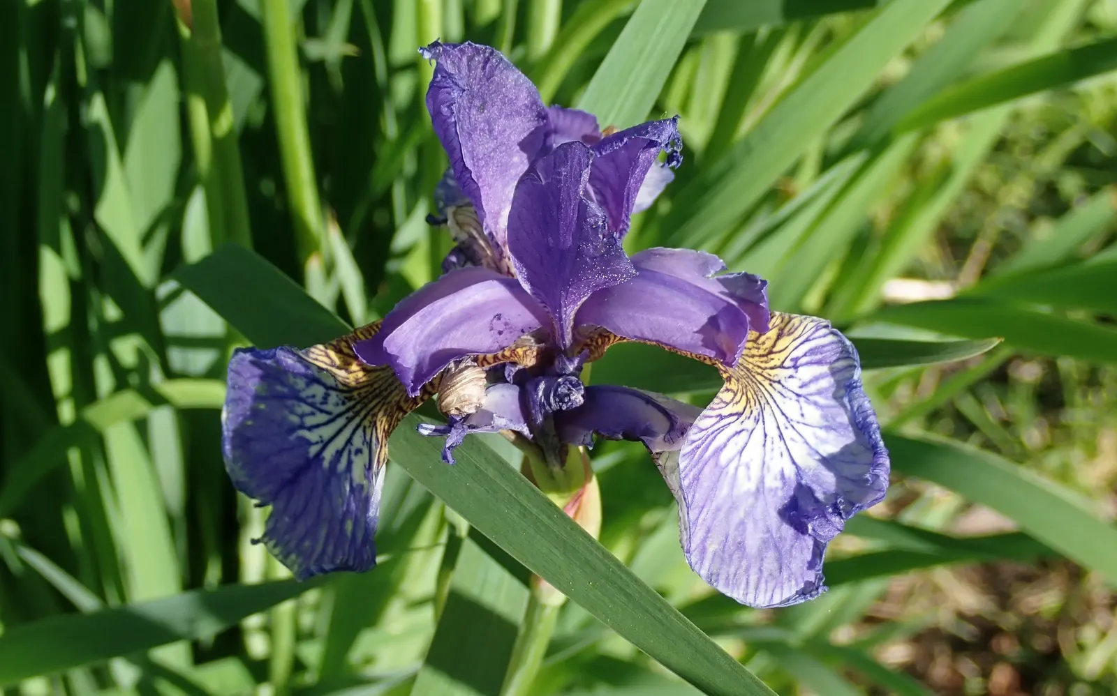 Blackberry Lily (Iris domestica) — perennial for full or half or shade; consider grouping these lilies in masses or as a border to achieve a significant impact