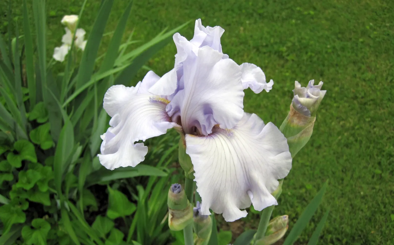 Blackberry Lily (Iris domestica) — each bloom spans roughly 2 to 3 inches across and exhibits a distinct; consider grouping these lilies in masses, image 54