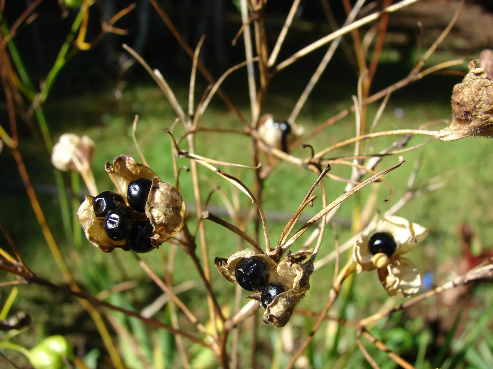 Blackberry Lily (Iris domestica) — perennial for full or half or shade