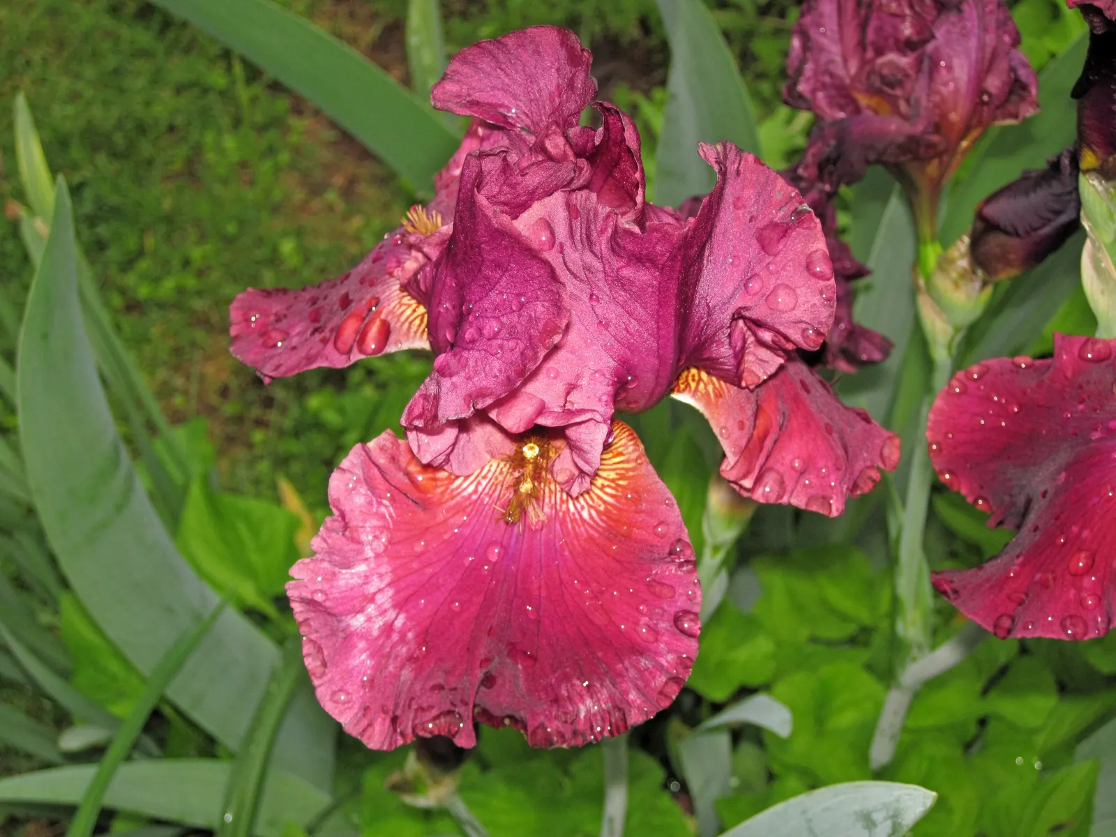 Blackberry Lily (Iris domestica) — perennial with multi-colored and orange and red blooms