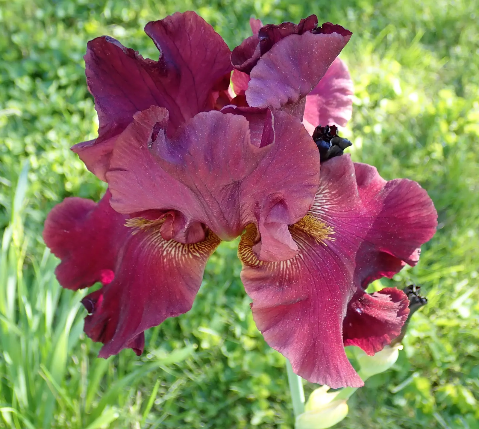 Blackberry Lily (Iris domestica) — providing extended visual interest into the fall