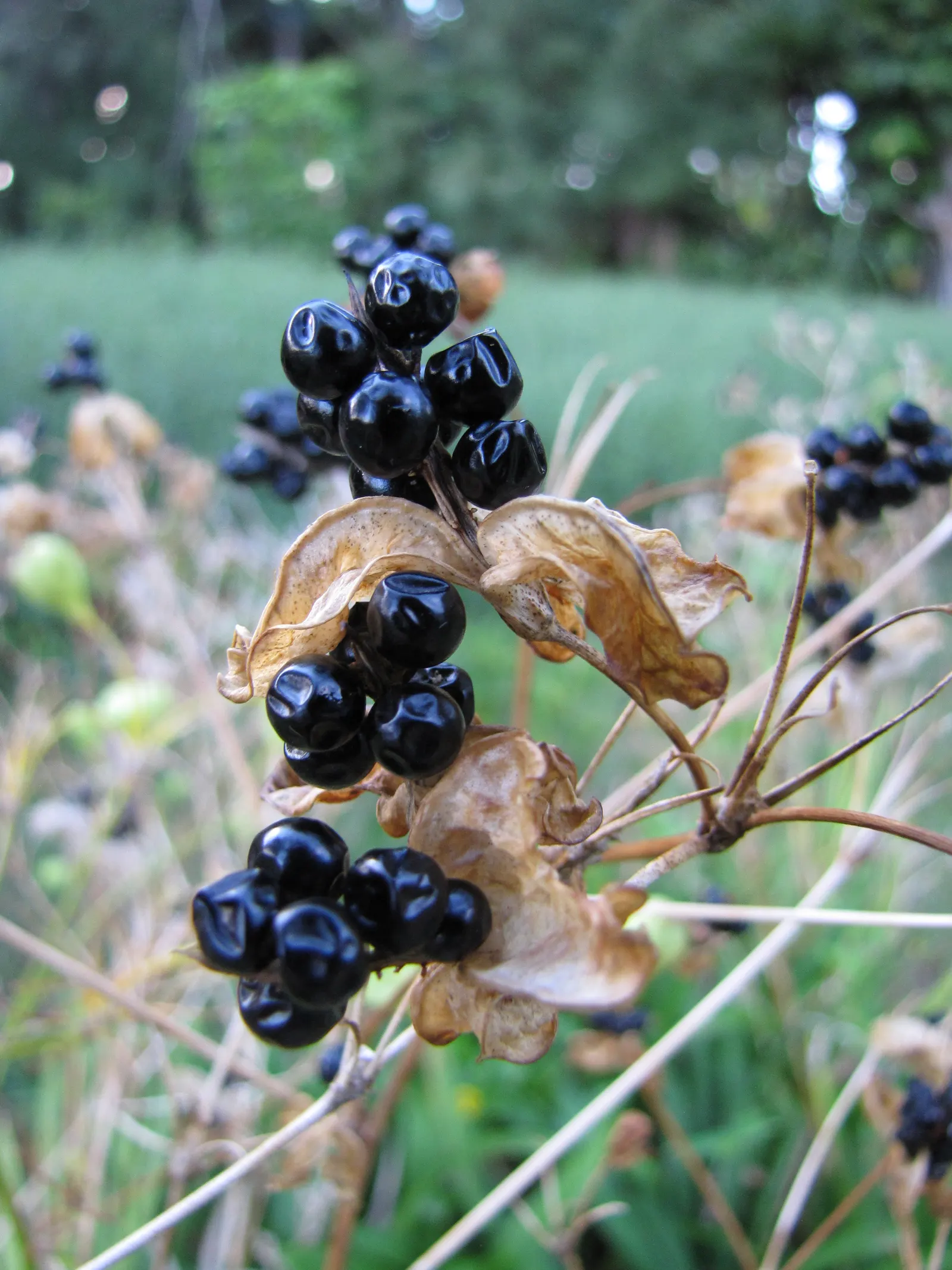 Blackberry Lily (Iris domestica) — Growing up to 2-3 feet tall and 1 foot wide