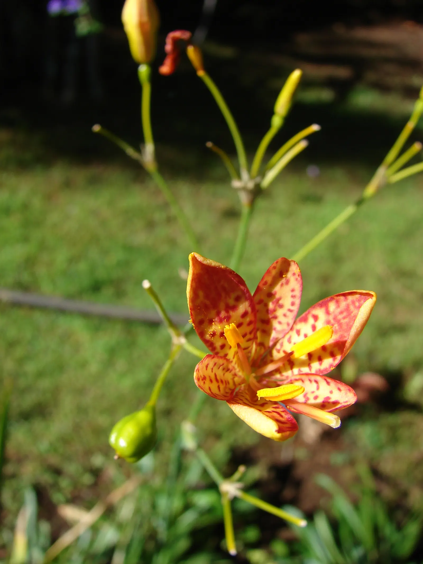 Blackberry Lily (Iris domestica) — When incorporating into a design