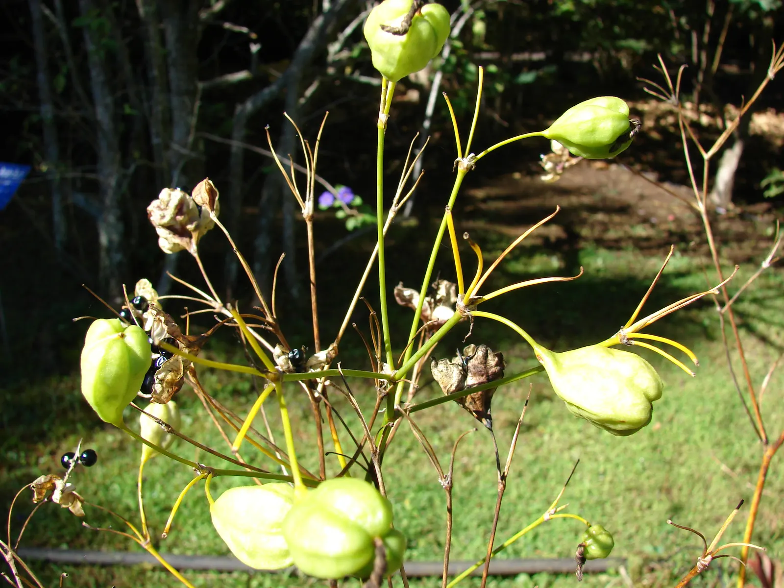 Blackberry Lily (Iris domestica) — This herbaceous plant reaches an average height of 24 to 36 inches and spreads out to about 12 to 18 inches; consider