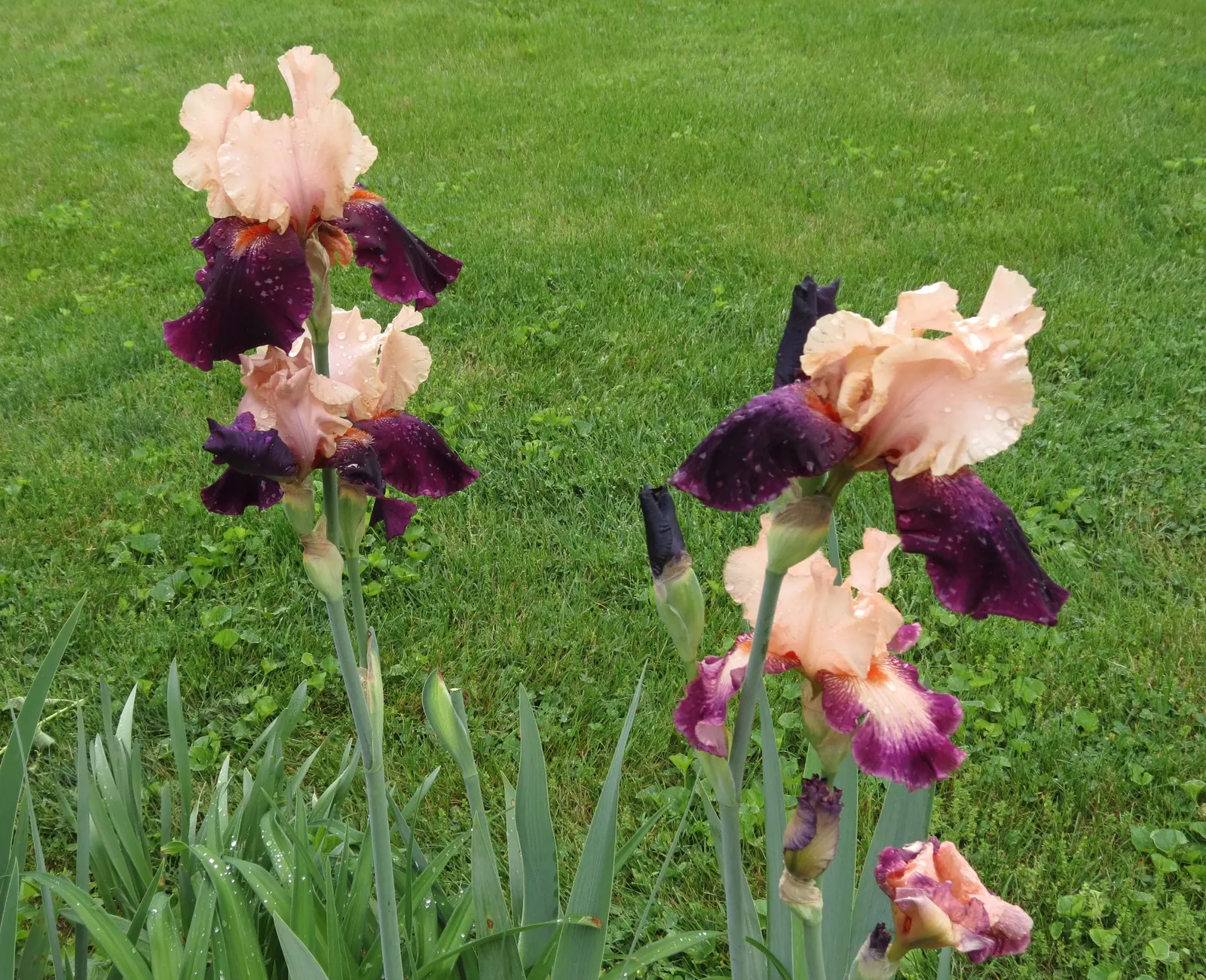 Blackberry Lily (Iris domestica) — consider grouping these lilies in masses or as a border to achieve a significant impact