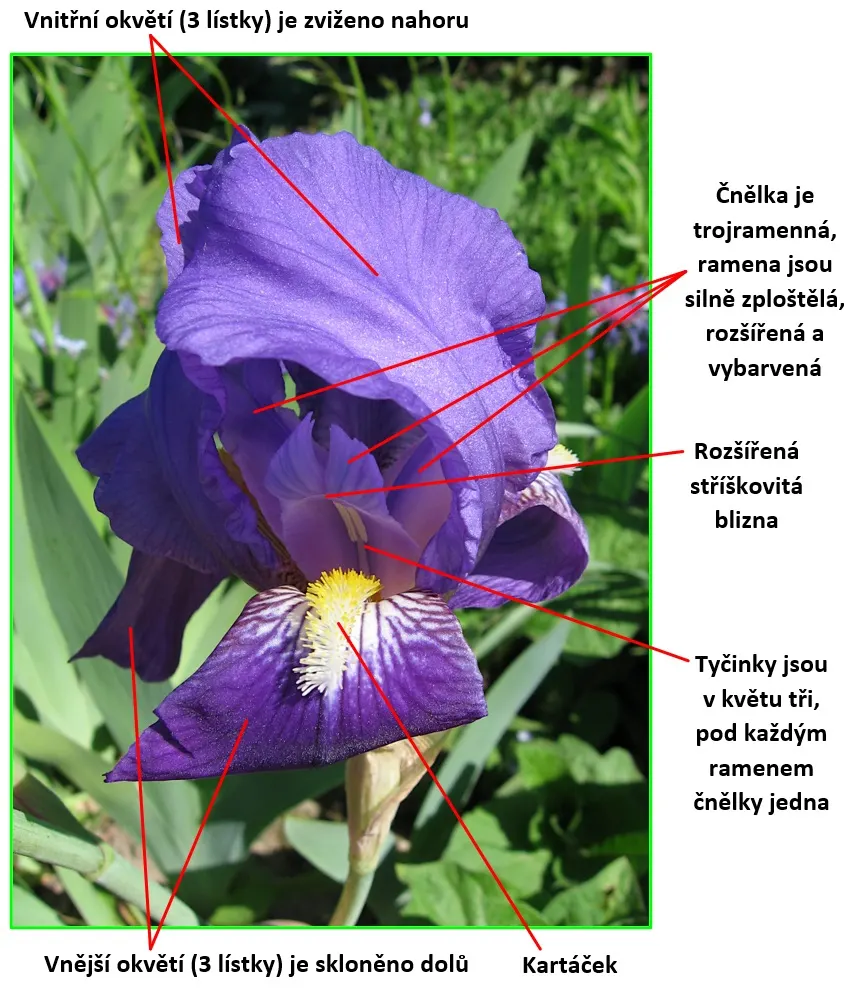 Blackberry Lily (Iris domestica) — consider grouping these lilies in masses or as a border to achieve a significant impact, image 60